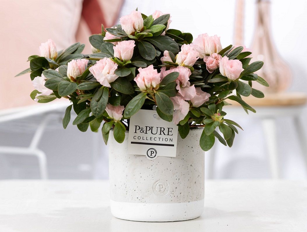 1st class Azalea pink in P&PURE Jade ceramics, D 12