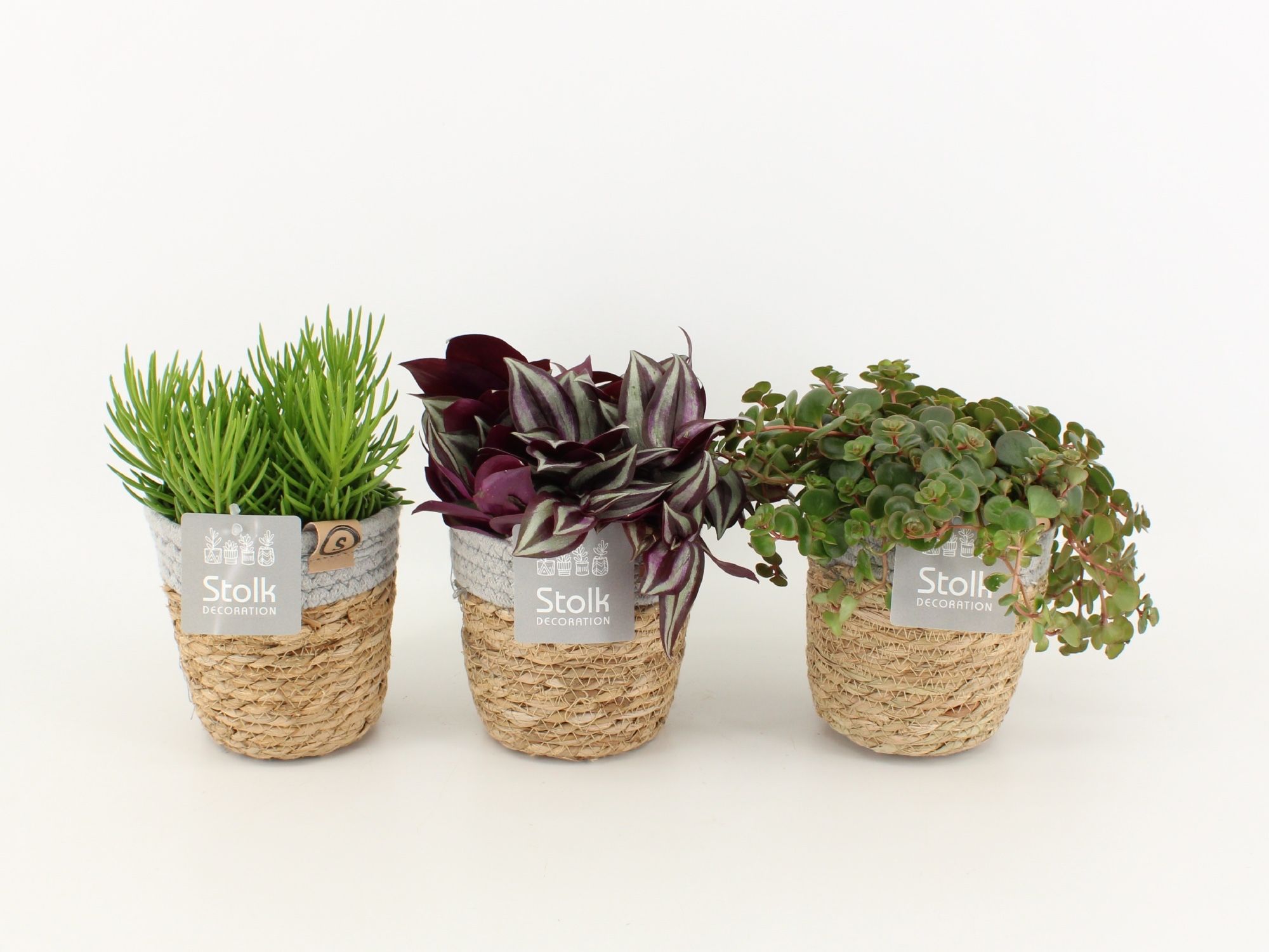 Pure Green mix in Basket soorten : Rhipsalis, Tradescantia, Sedum, D 13