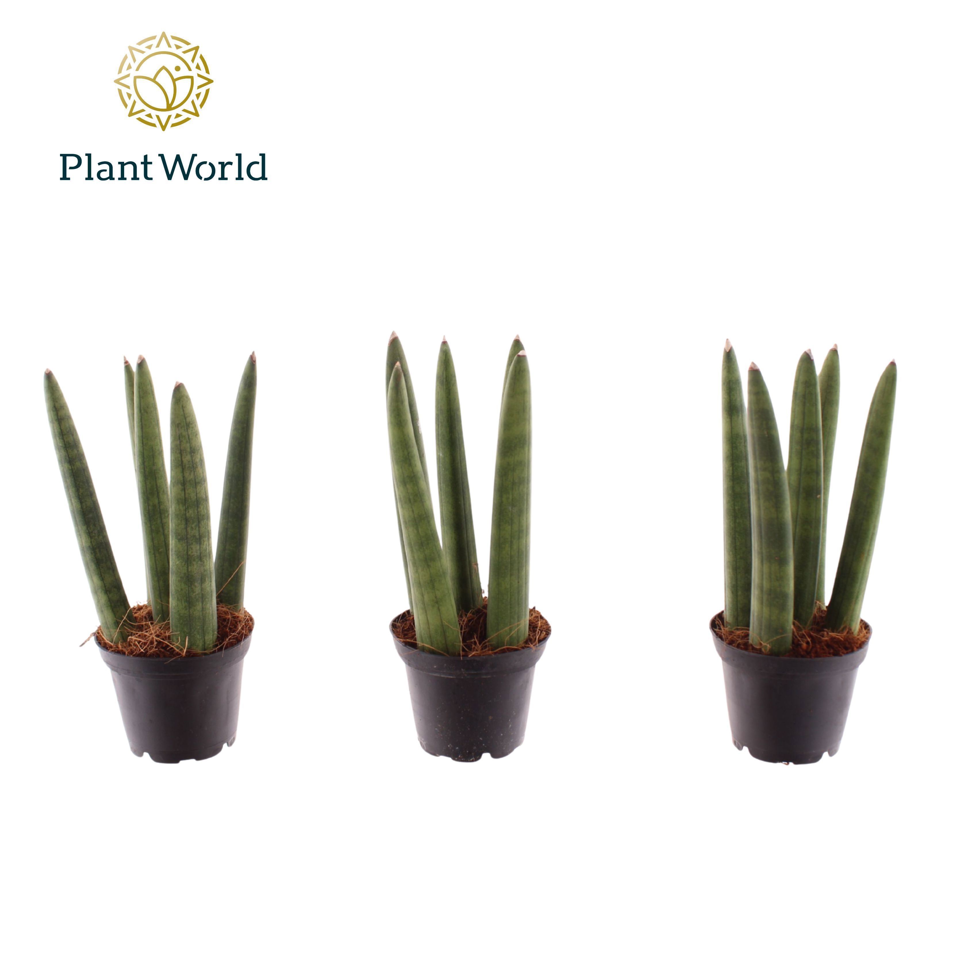 Sansevieria cylindrica 'Spaghetti' P6, D 6