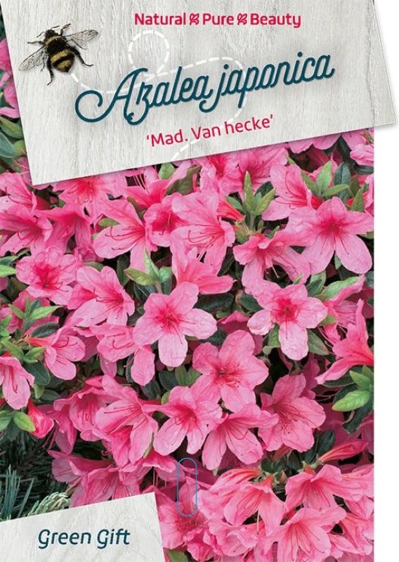 Rhododendron (AJ) 'Mad. van Hecke', D 45