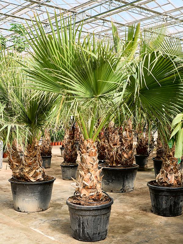 Washingtonia filifera (220-320), D 55