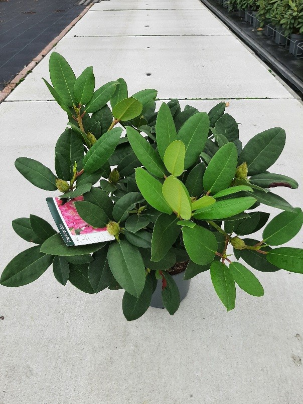 Rhododendron Germania, D 23