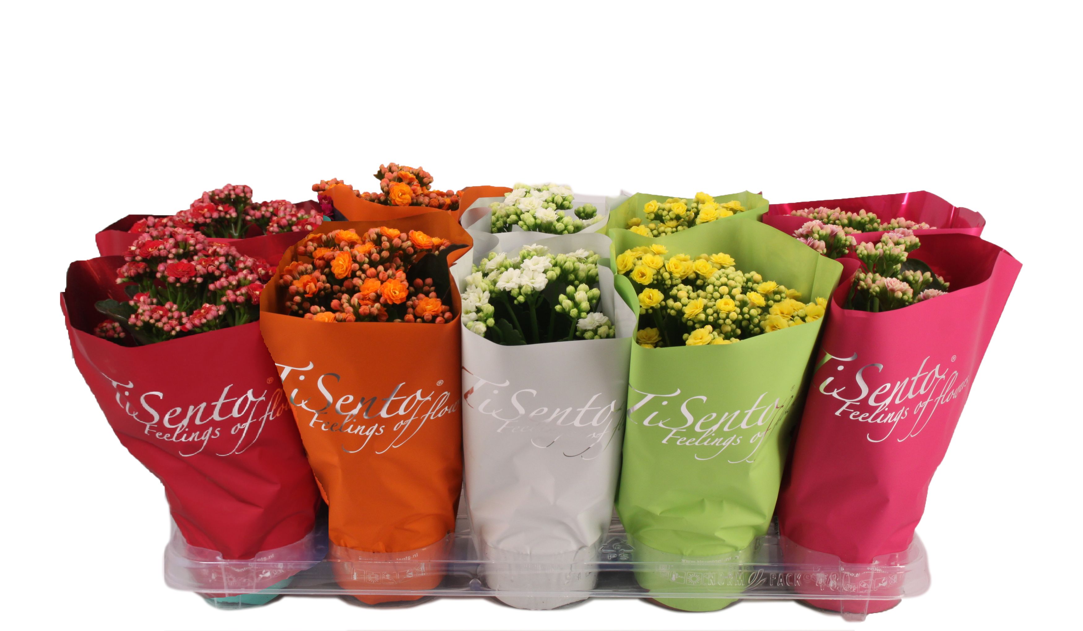 Calandiva 12cm - Italië Zomer Mix, D 12