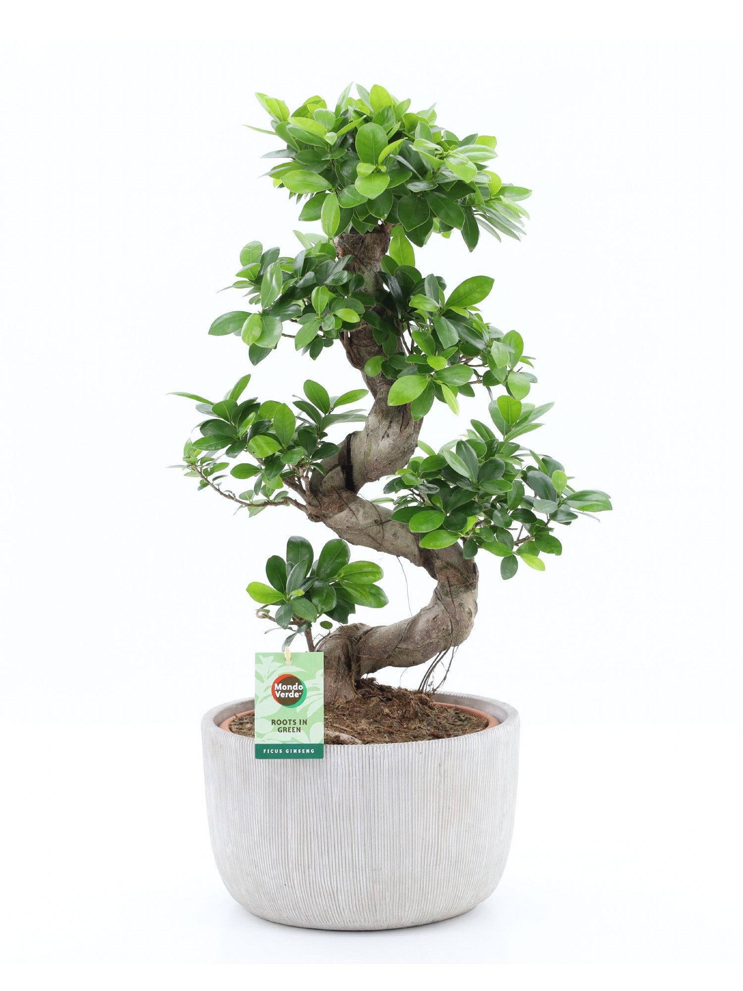 Ficus Ginseng S type in Rustique, D 30
