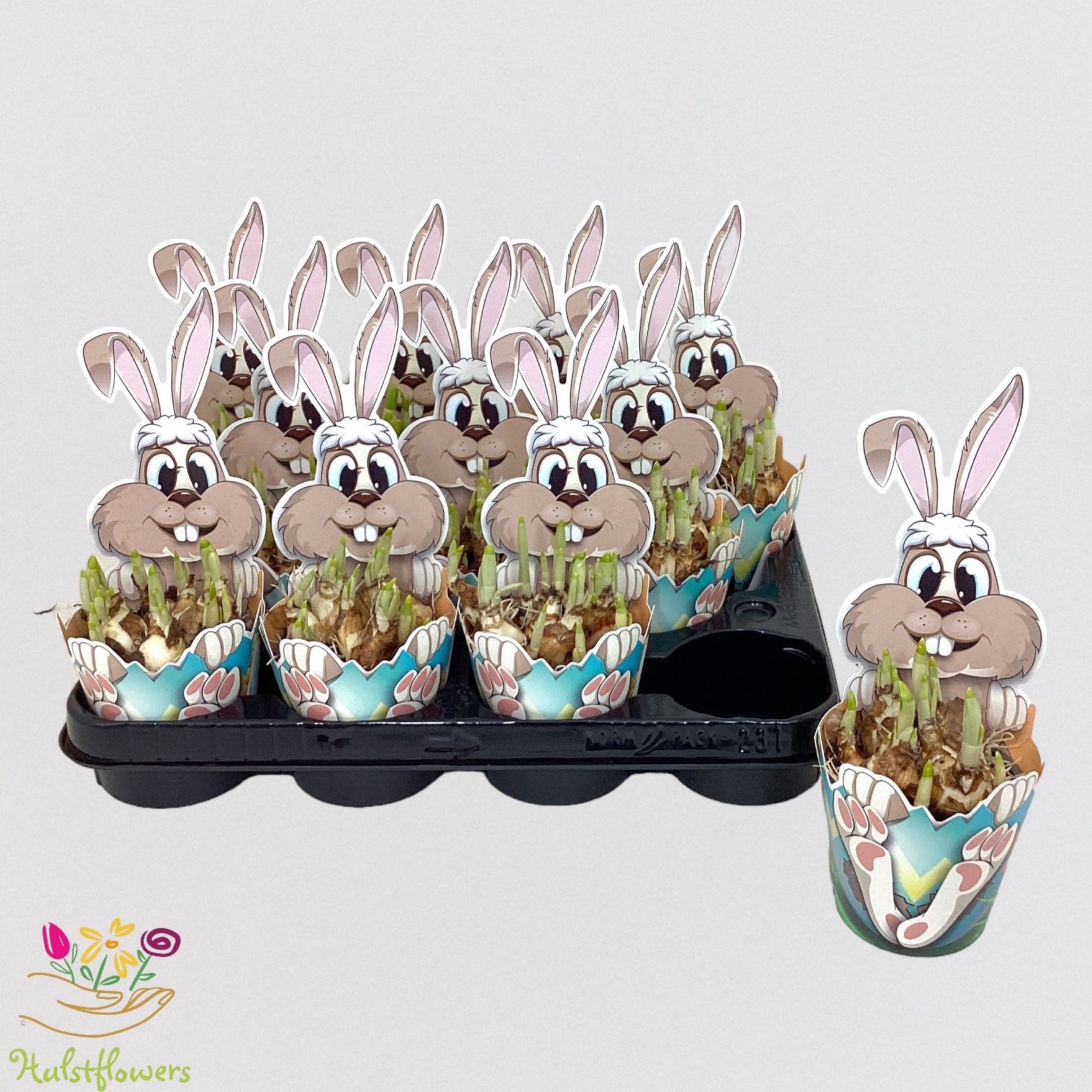 Narcissus arrangement Tete-a-Tete potcover paashaas, D 10,5