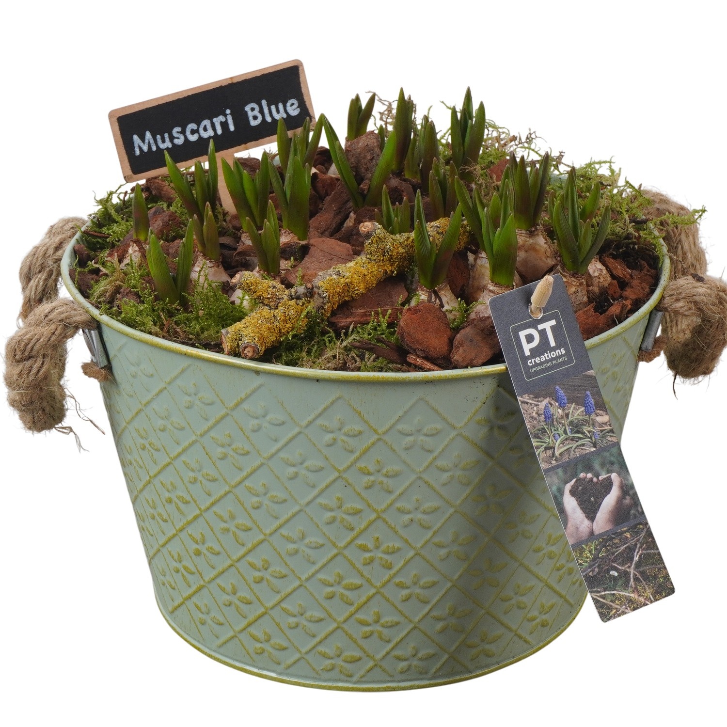 PTMB6150 Arrangement Muscari Blue in zink schaal, D 22