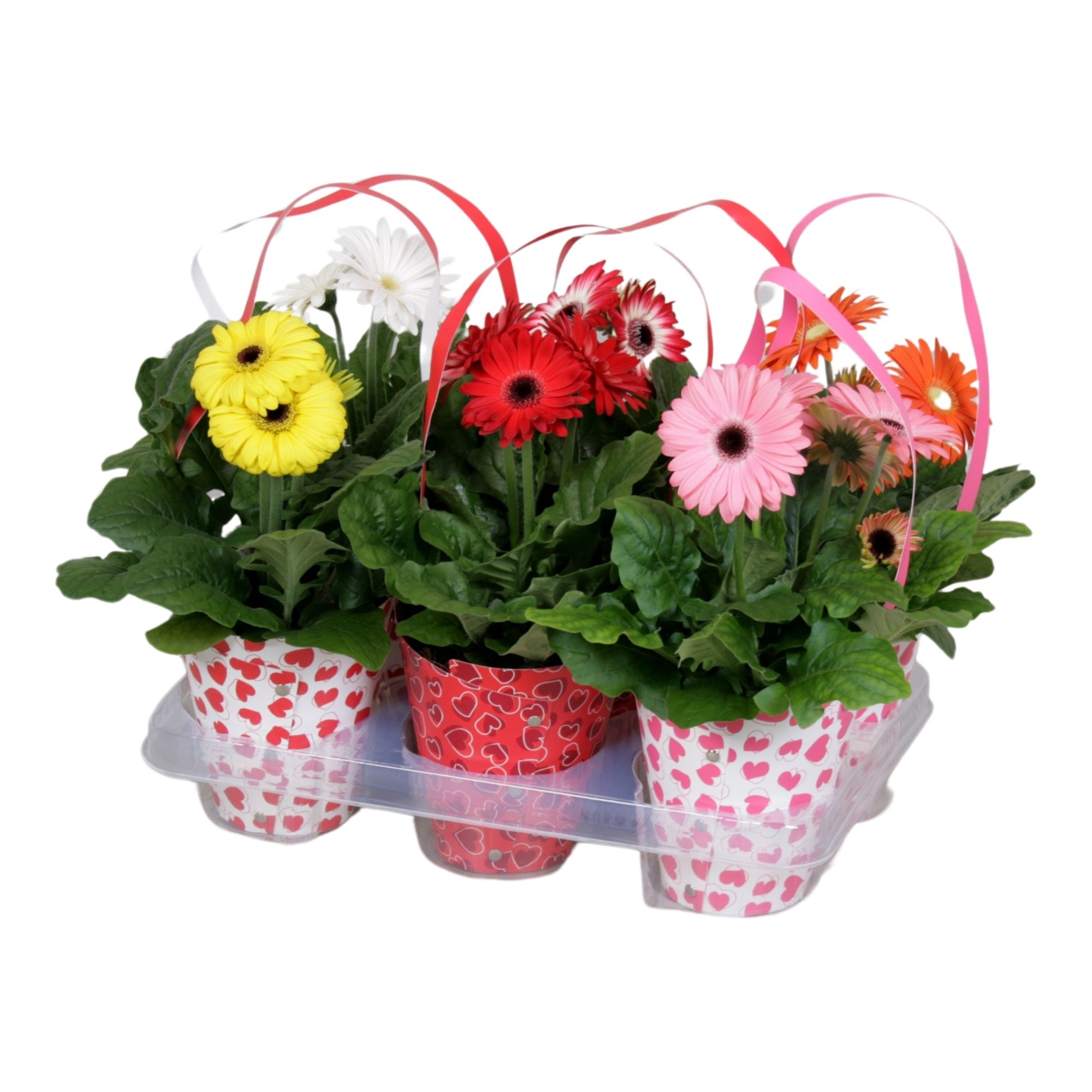 Gerbera gemengd 2+ in draagtas hartjes, D 12