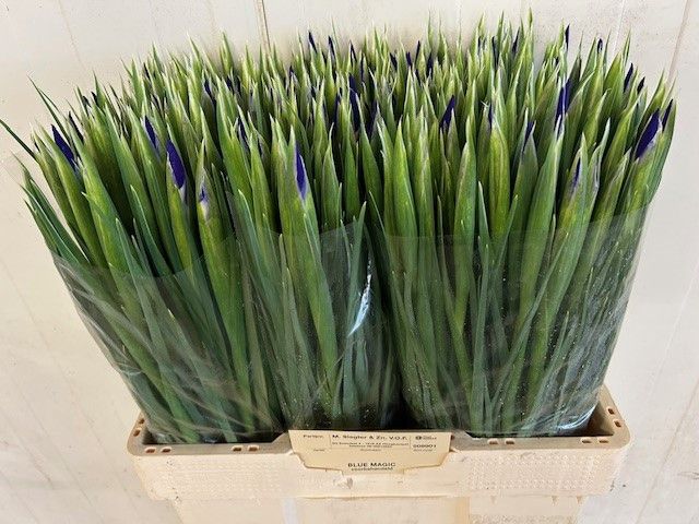 Ирис Блю Мэджик (син.), шт.