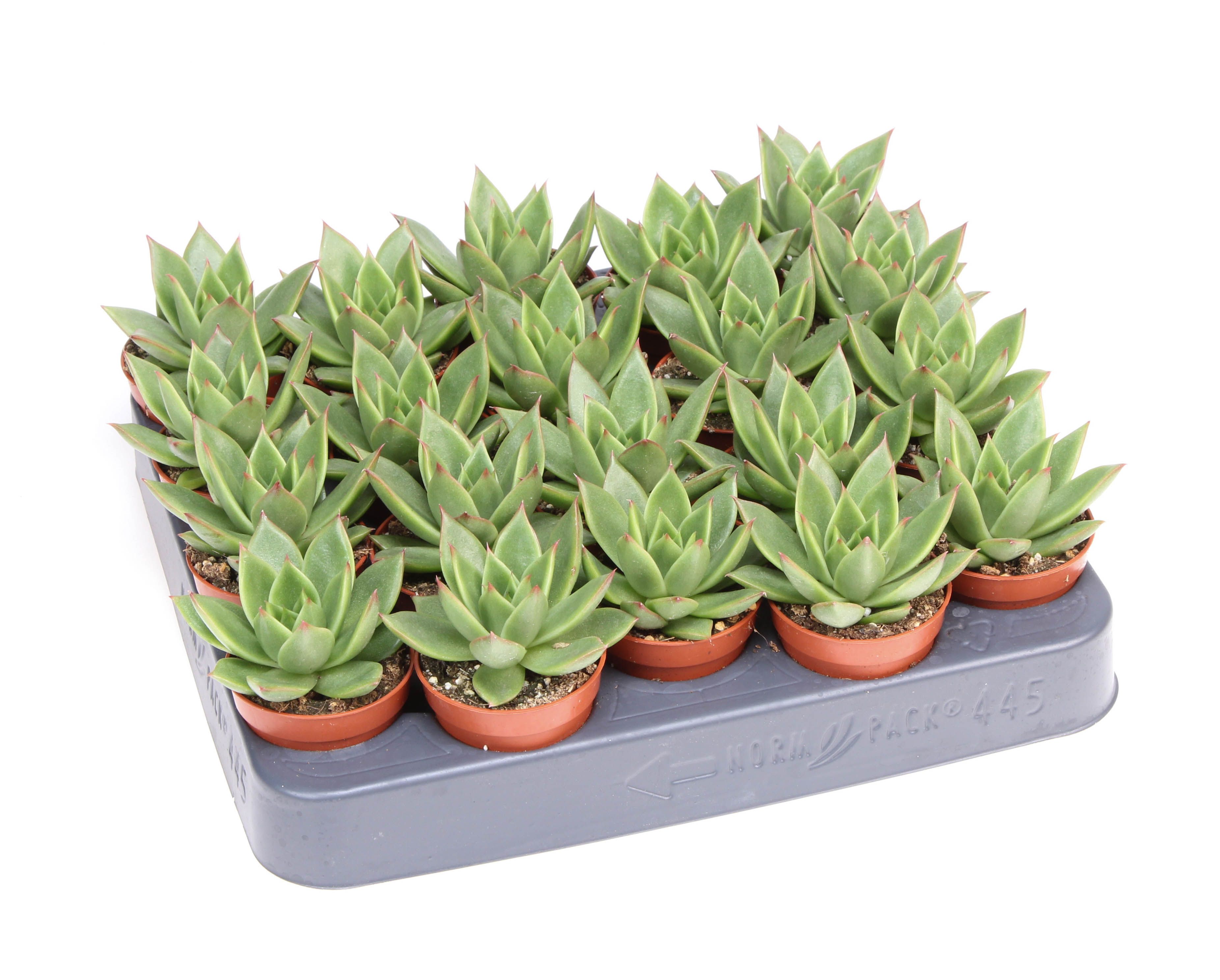 Echeveria miranda, D 5,5