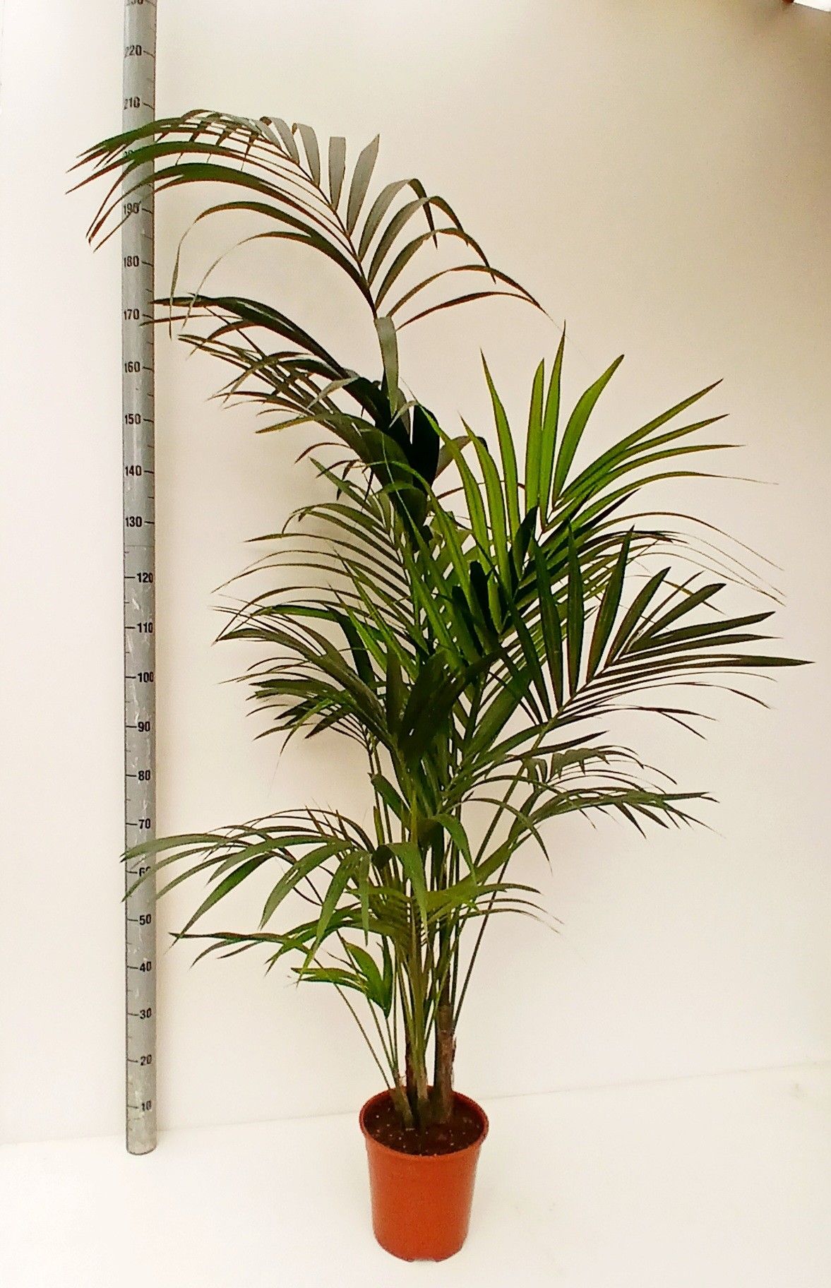 howea BUDGET LIJN, D 24