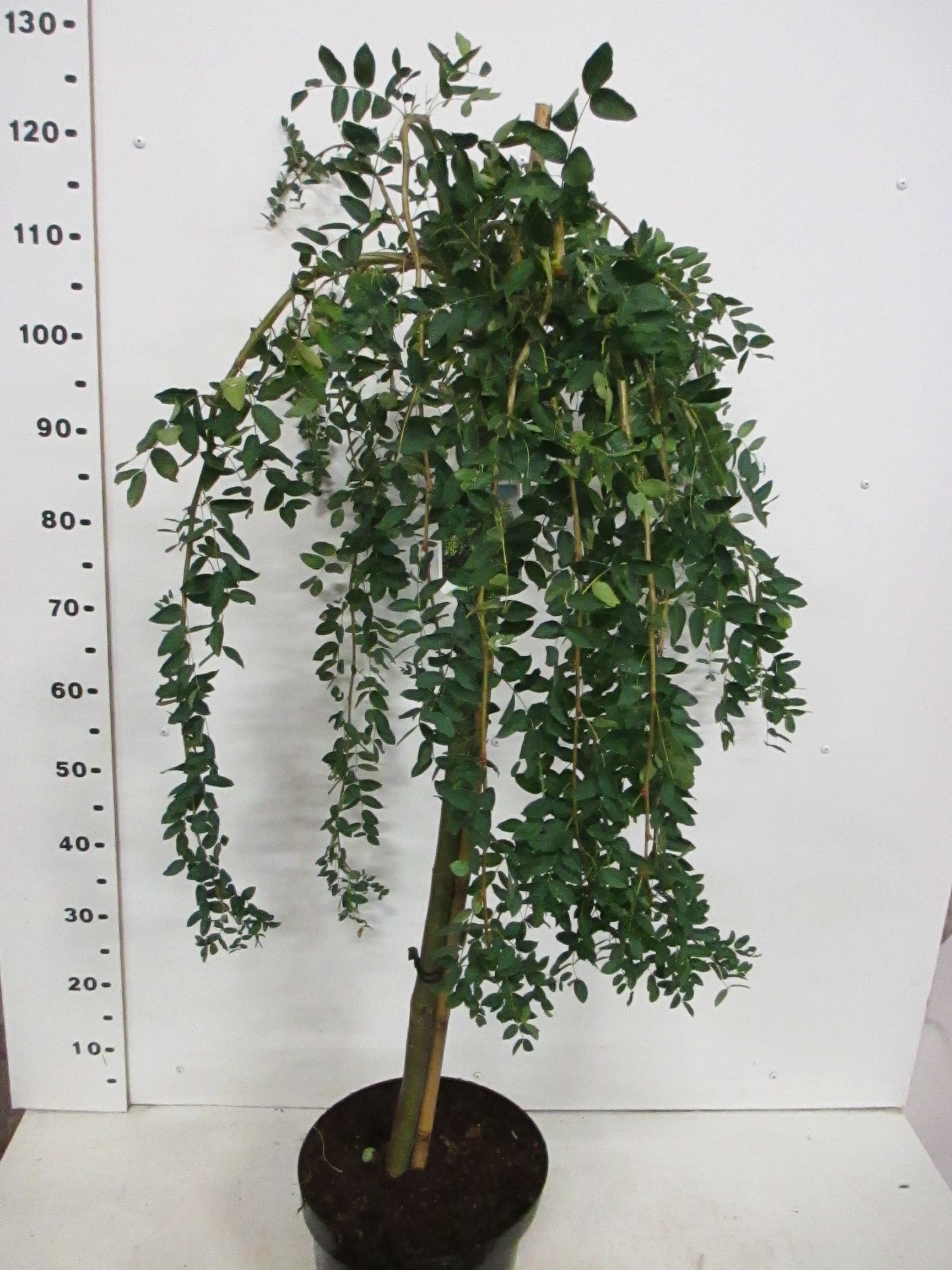 Caragana arb. Pendula 80st. P26 2 jr. kr., D 26