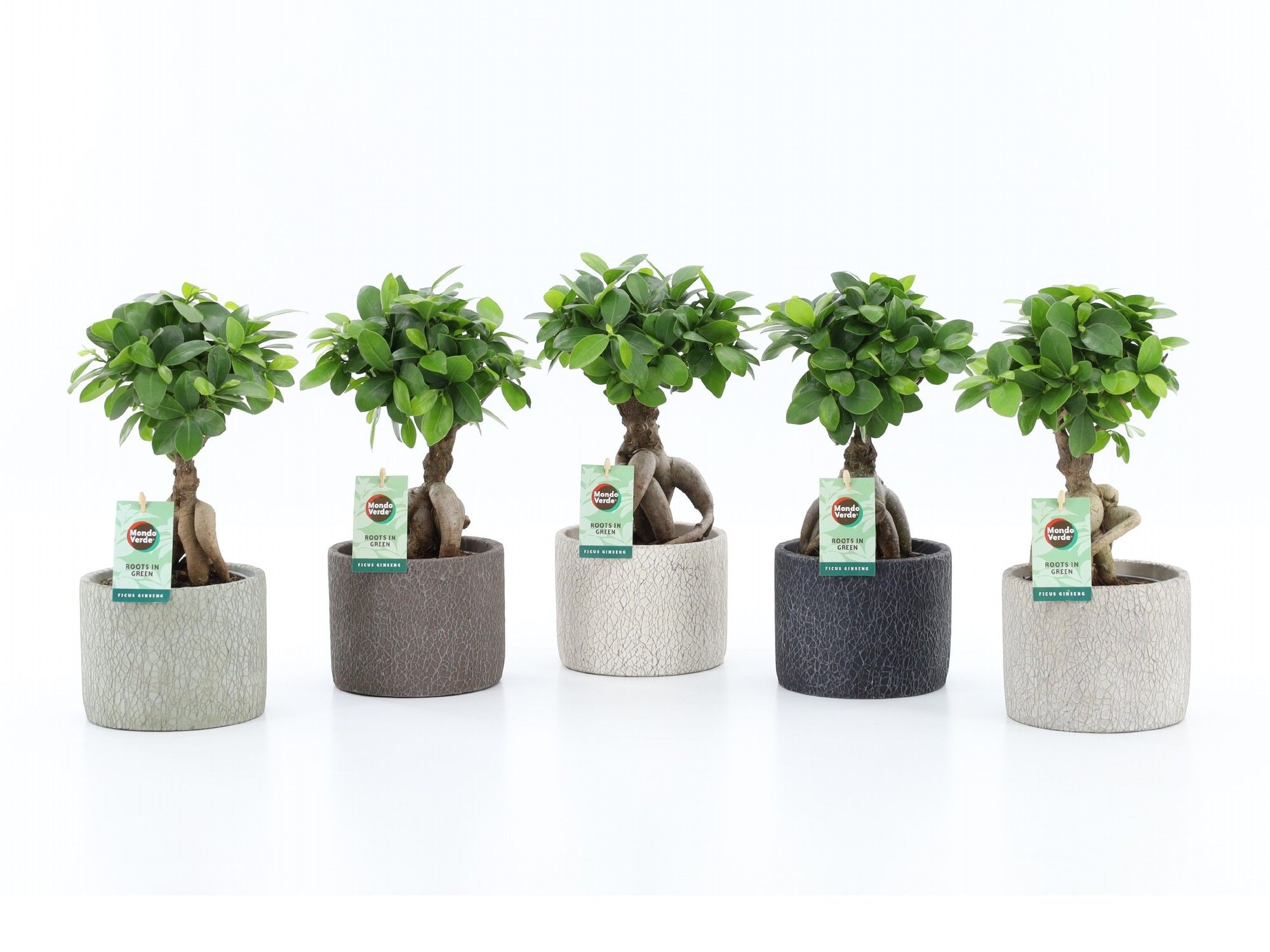 Ficus micr. Ginseng in Classic Stone, D 14