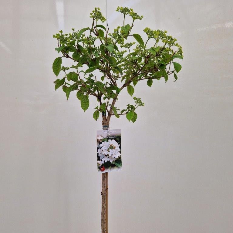 Viburnum plic. 'Watanabe' stam 90 cm, D 23