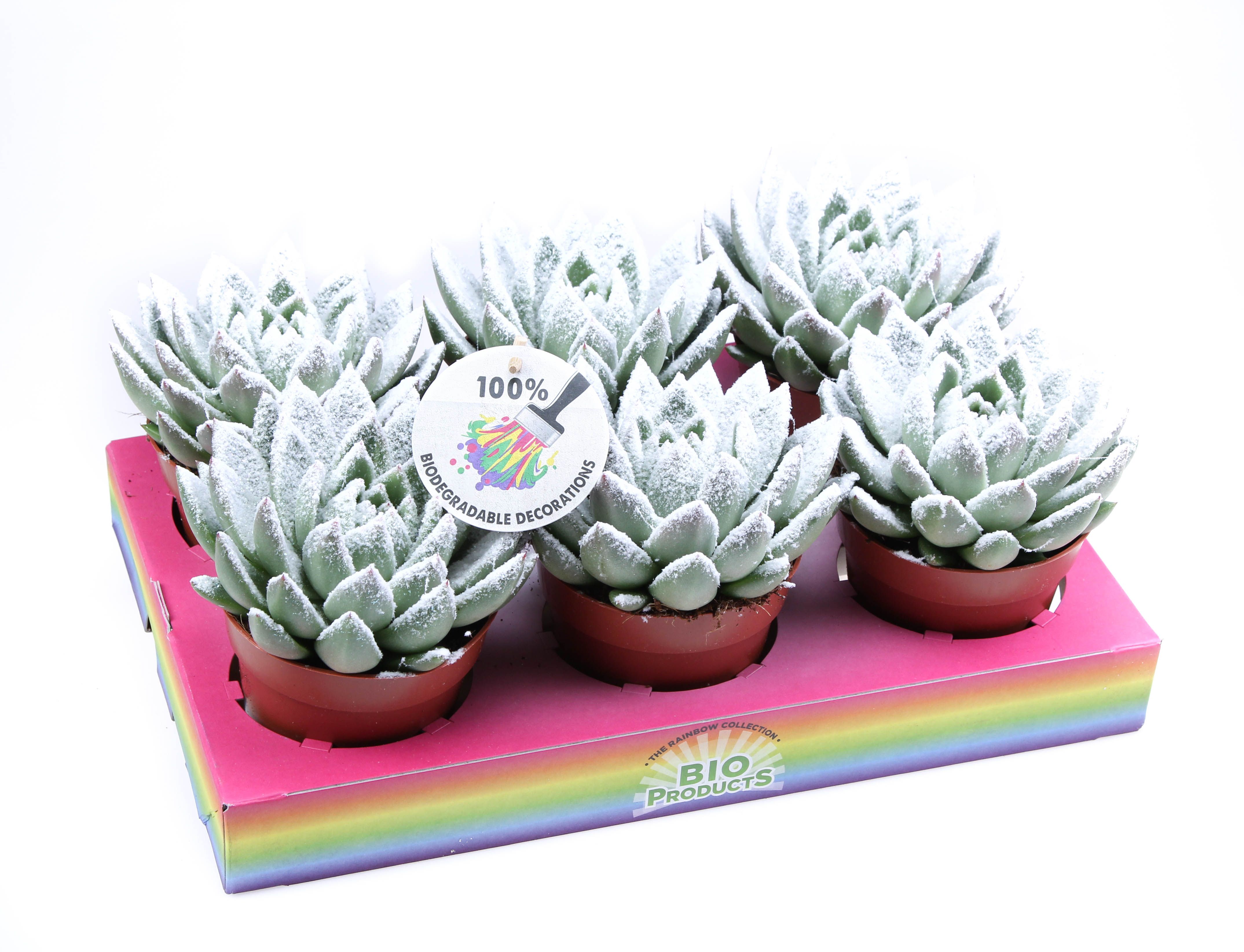 Bio miranda snow, D 12