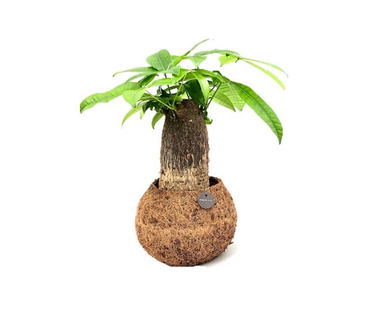 Kokodama 17 cm Bonsai mix (No string), D 17