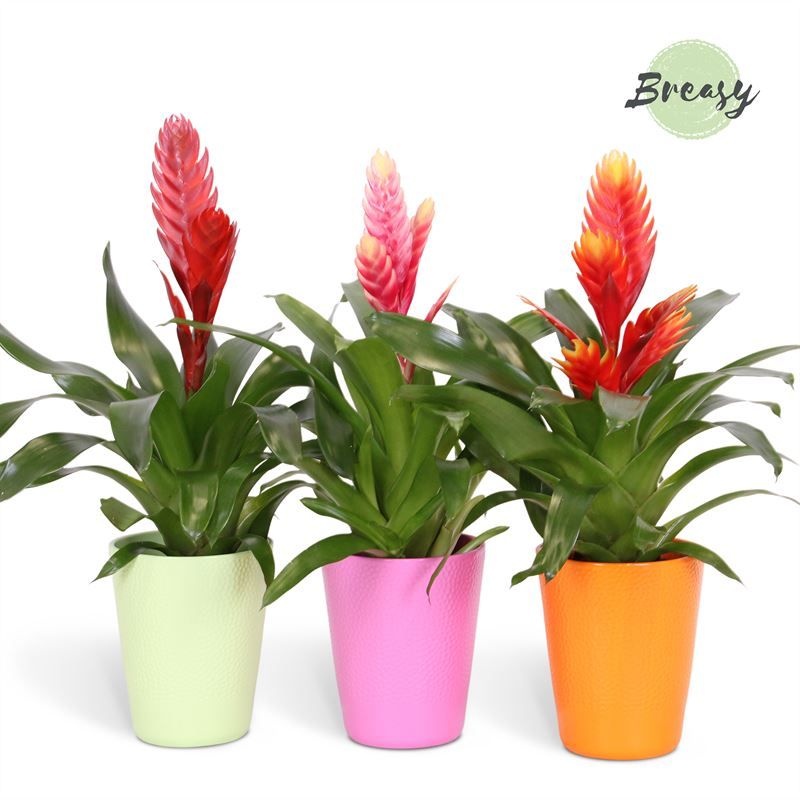 Vriesea Cupcake - 13cm in Florence | Mimesis, D 12