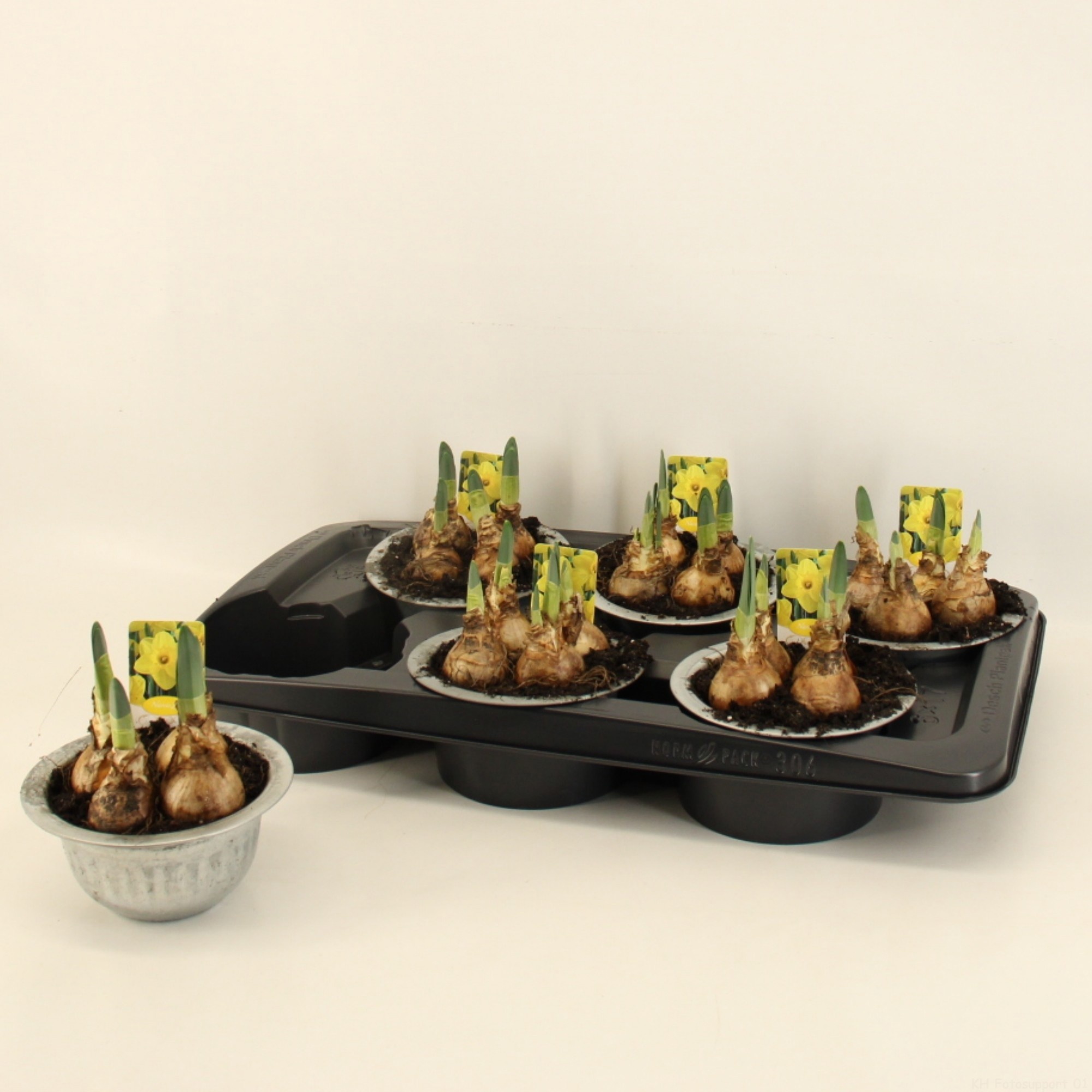 Narcis Lucky Number 15cm zink, D 15