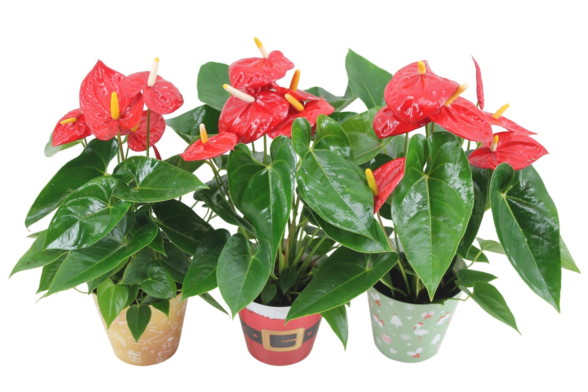 Anthurium XL.10 Mauii Red 14cm in verschillende kerstcovers, D 14