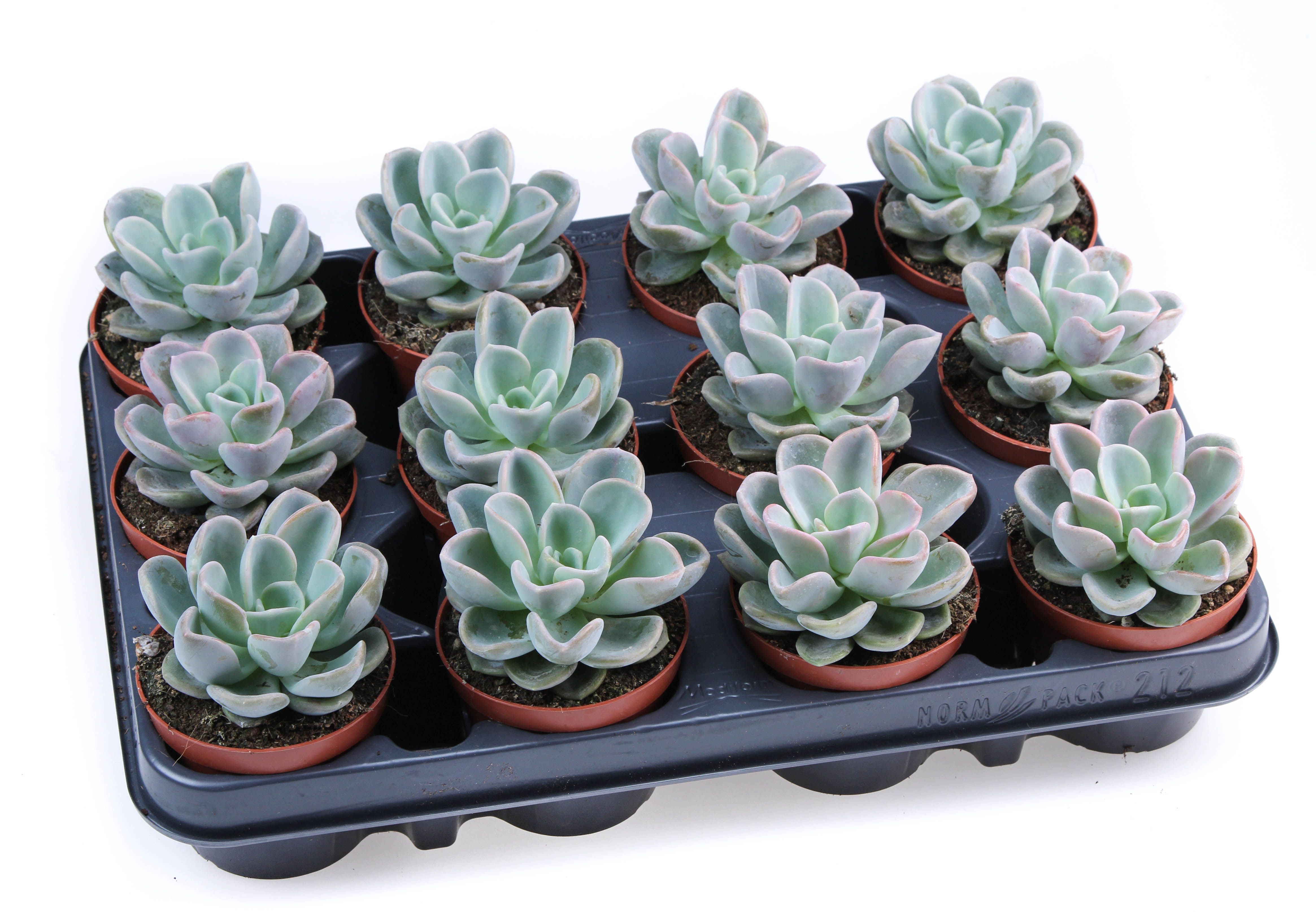 Echeveria Orpet, D 8,5
