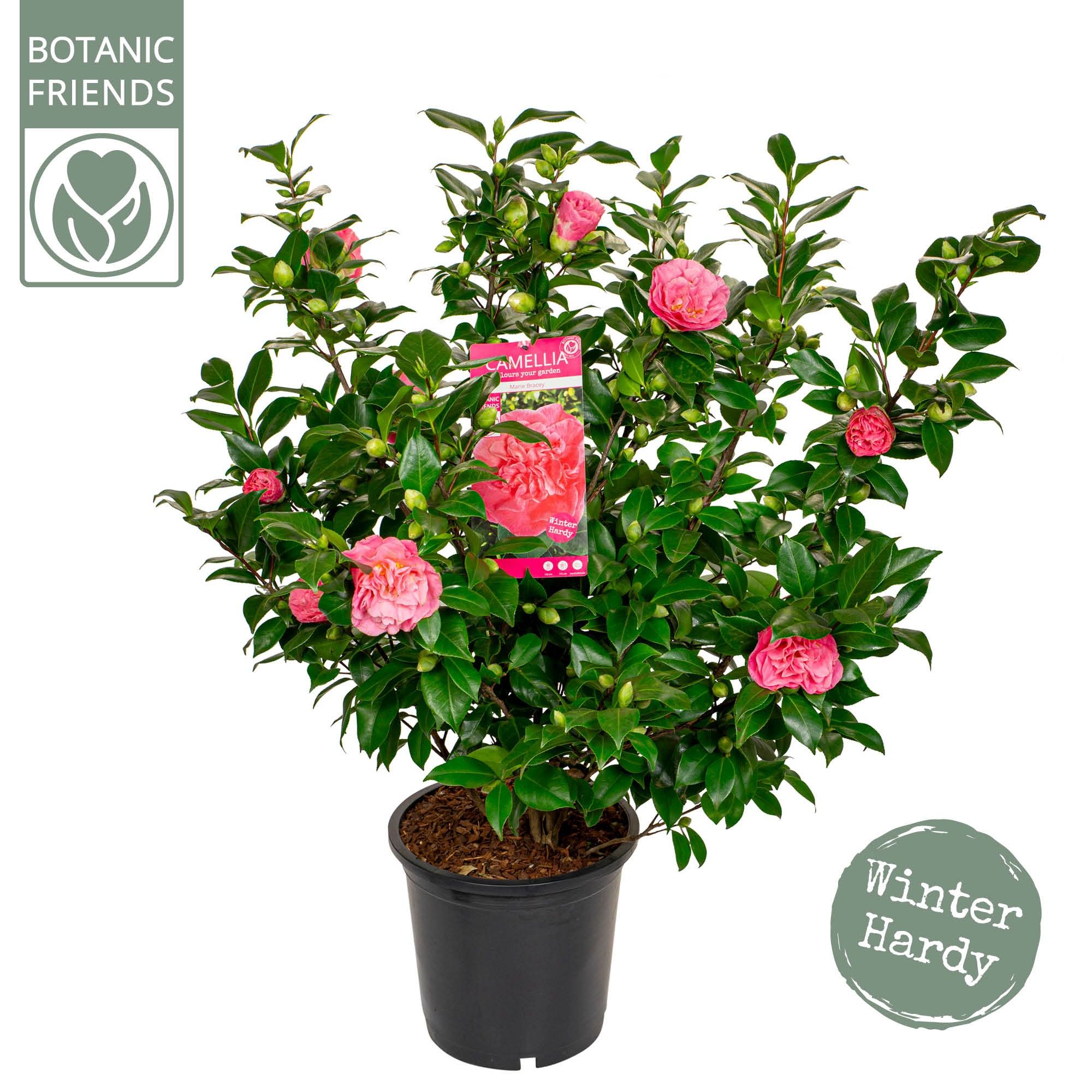 Camellia jap. 'Marie Bracey', D 29