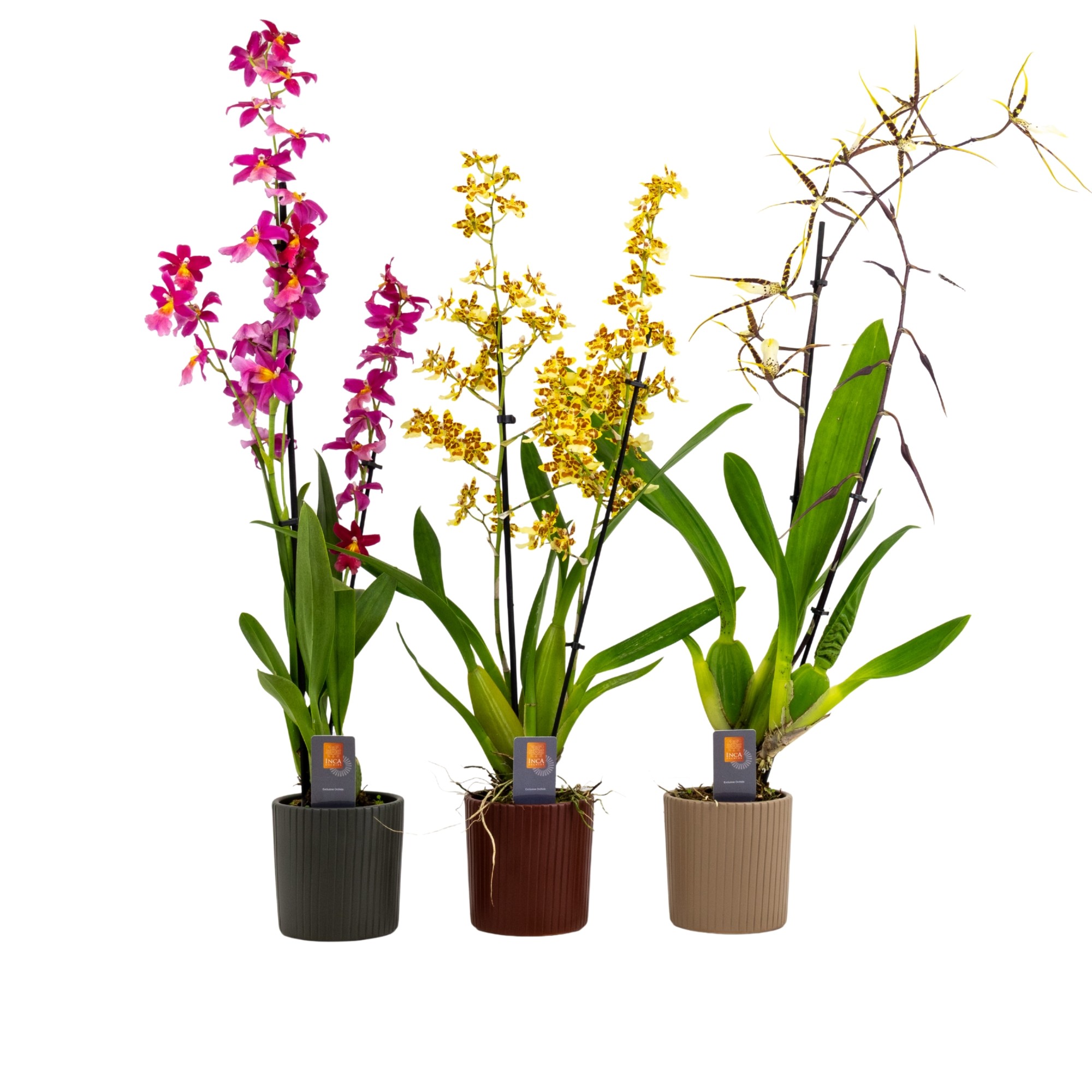 Inca Cambria mix 2 spike XL in Eva ceramics, D 9