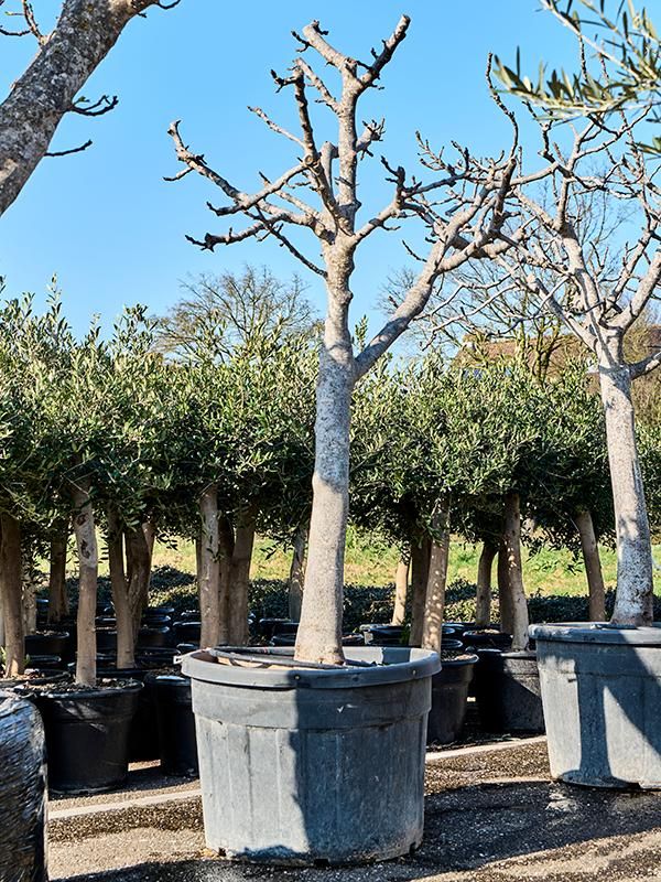 Ficus carica (220-280), D 75