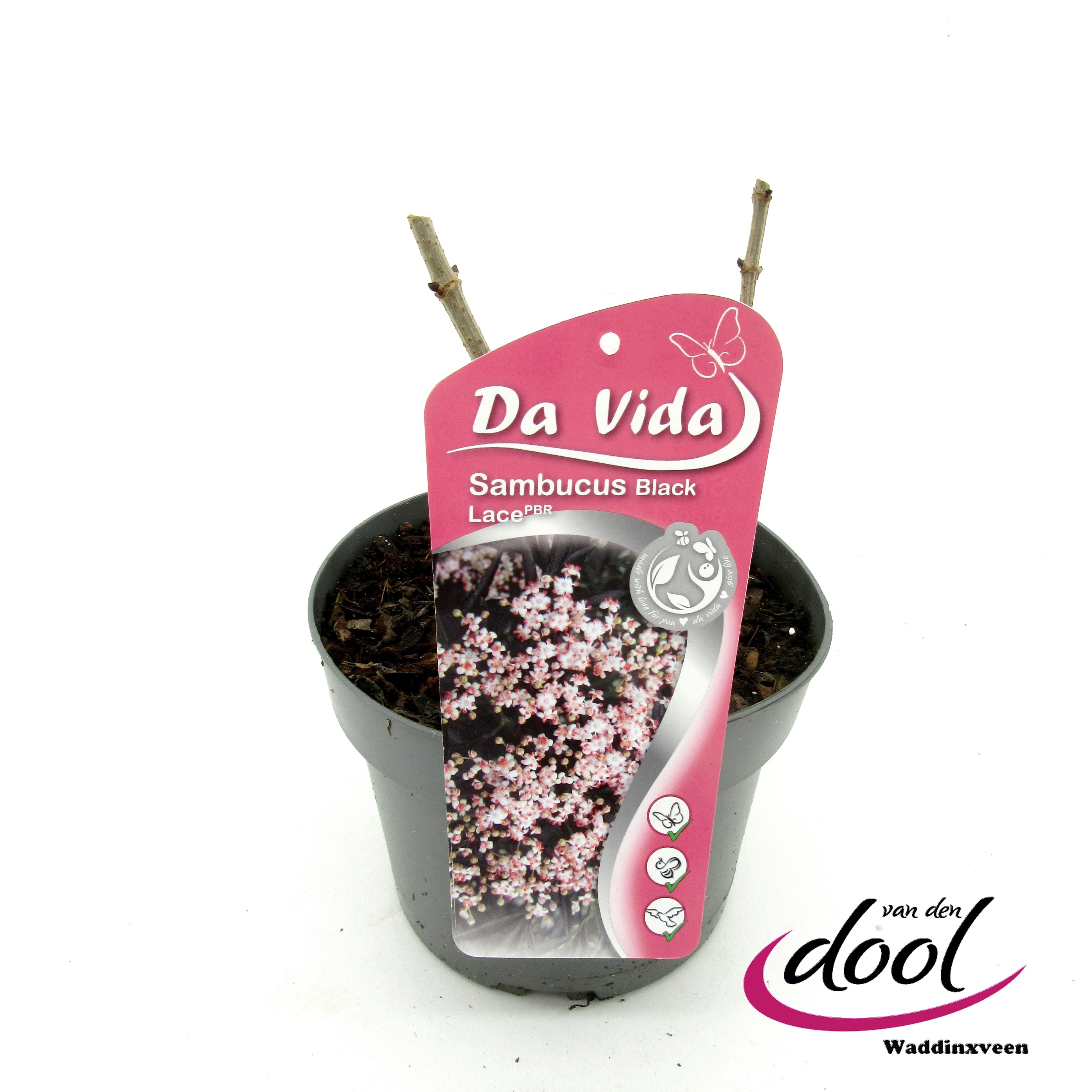 Sambucus Black Lace, D 19