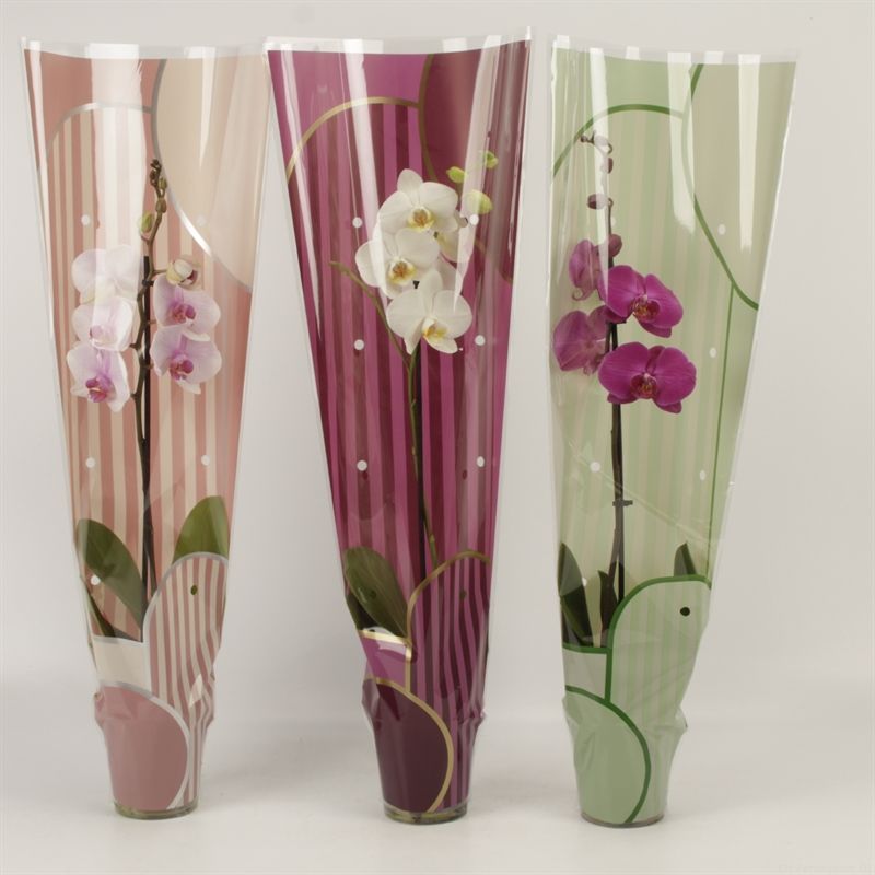 Phalaenopsis gemengd 1 tak gemengd in Leandra hoes, D 12