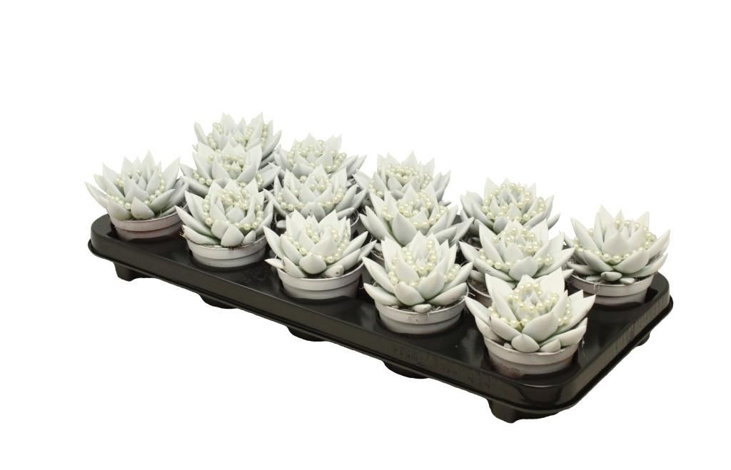 Miranda coloured white + chain, D 8,5