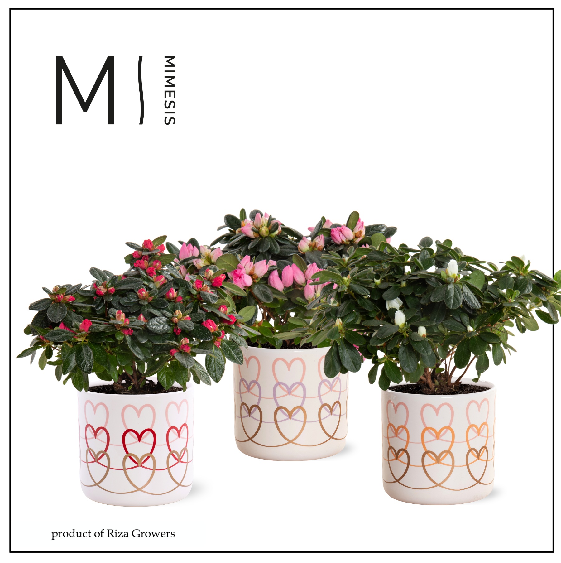 Azalea Mix -13 cm in Estelle - Craft World, D 13