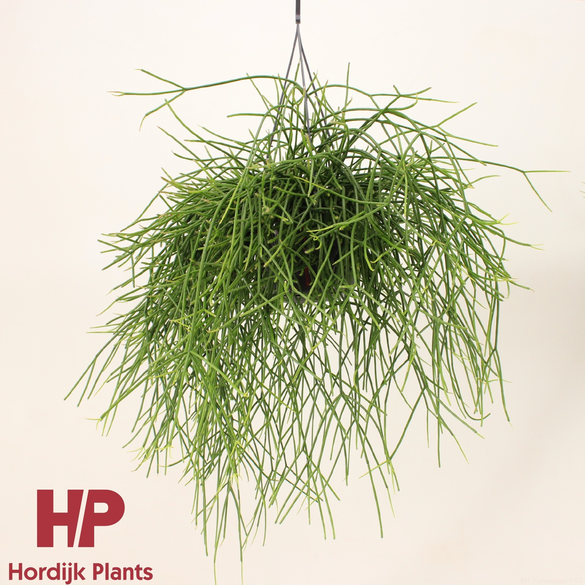 Rhipsalis pulchra 15cm, D 15