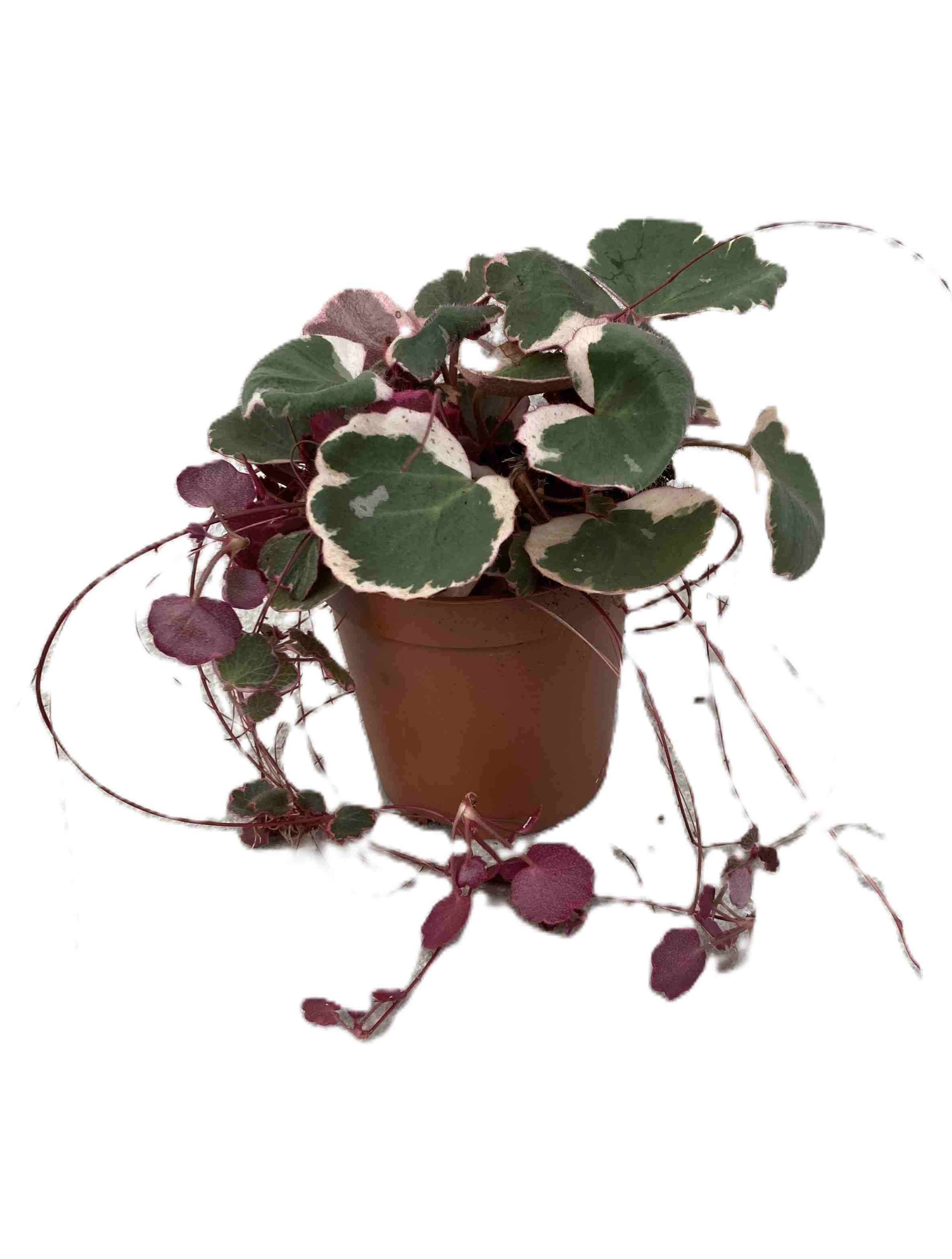 SAXIFRAGA STOLONIFERA, D 11