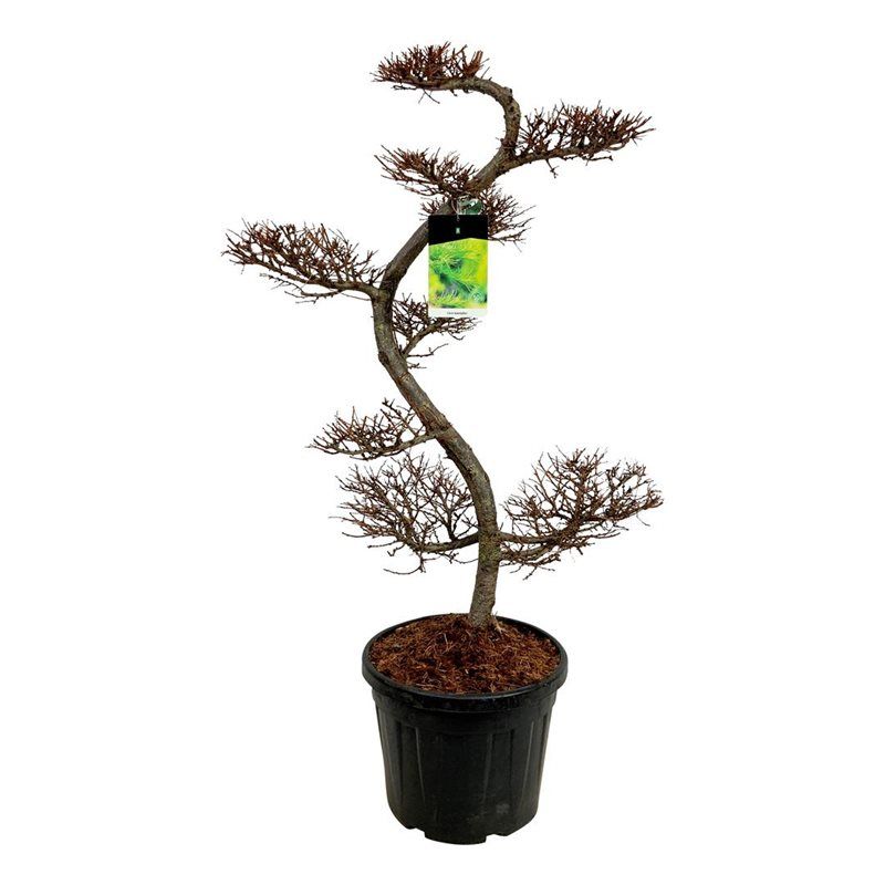 Larix kaempferi, D 50