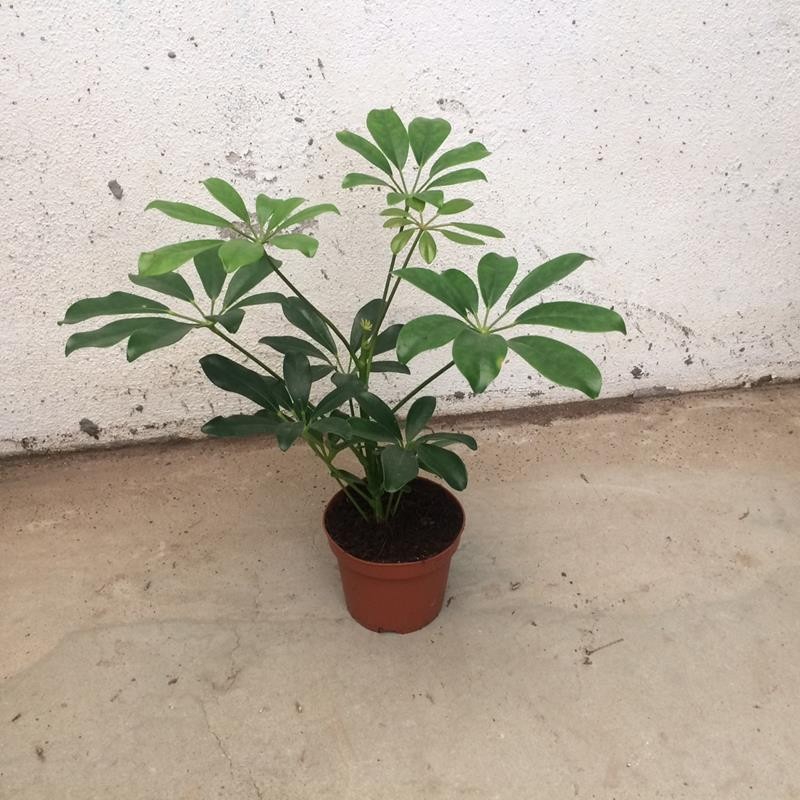 SCHEFFLERA ARBORICOLA 'COMPACTA', D 12
