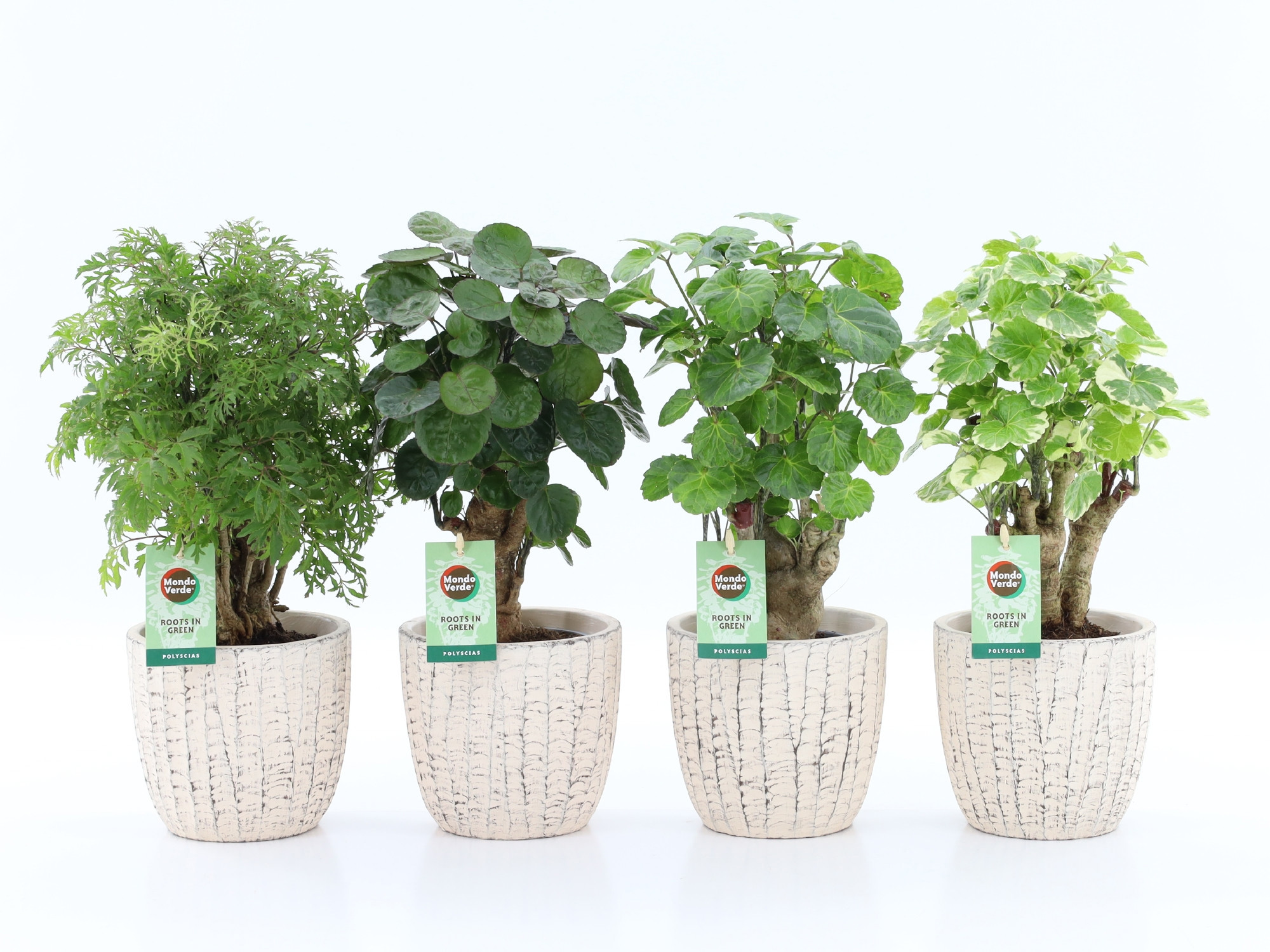 Polyscias Mix 12cm in Sculpture keramiek, D 13