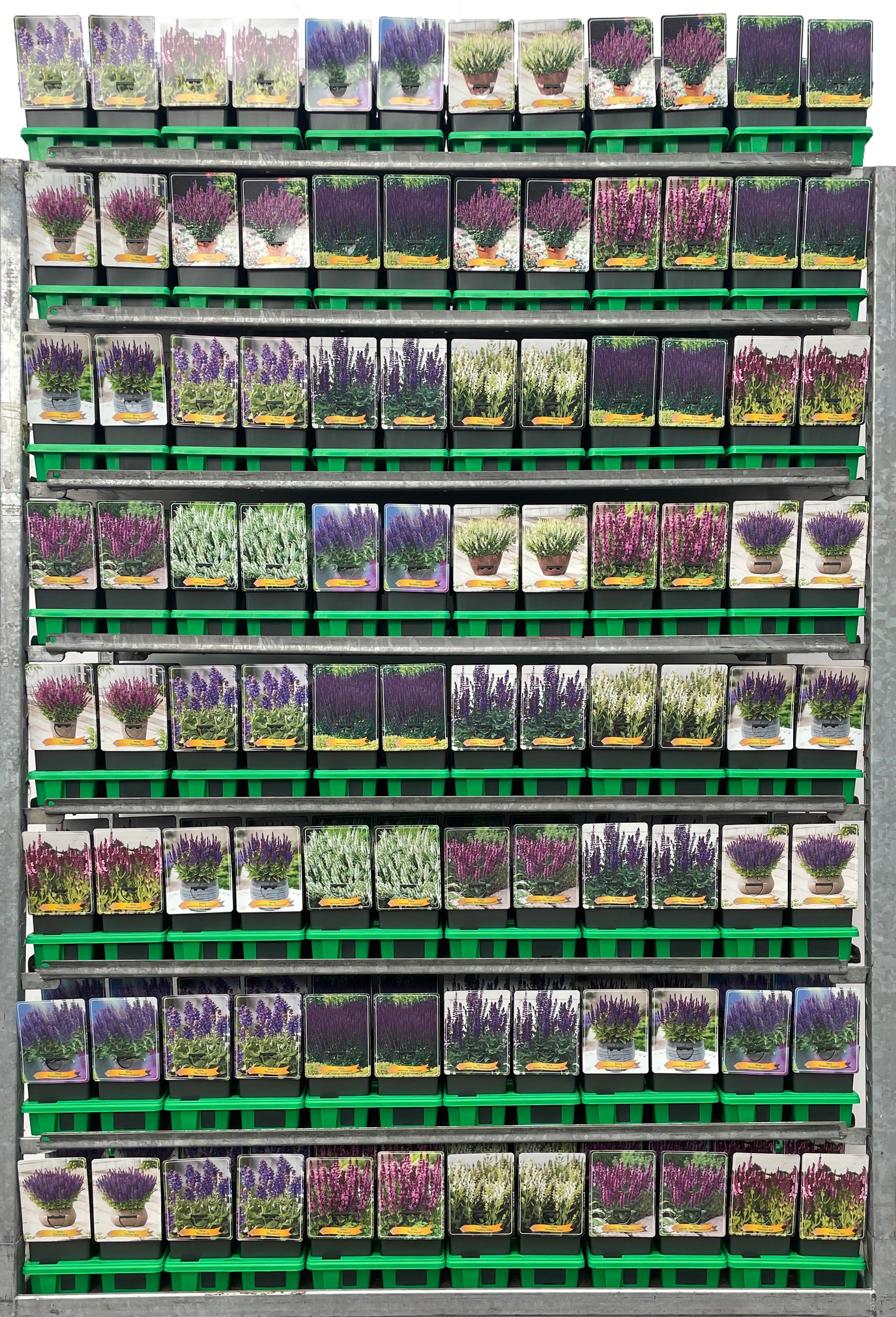 Salvia Mix CC P11, D 11