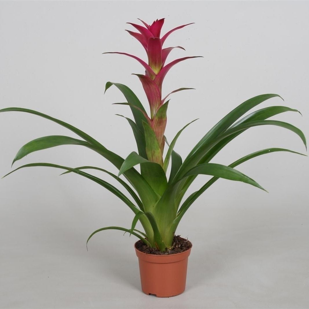 Guzmania 'Alerta', D 9