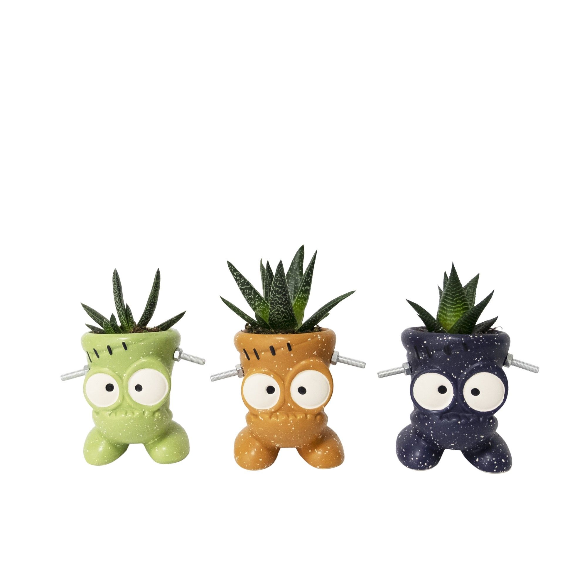 Baby Frankie with Succulent mix, D 6