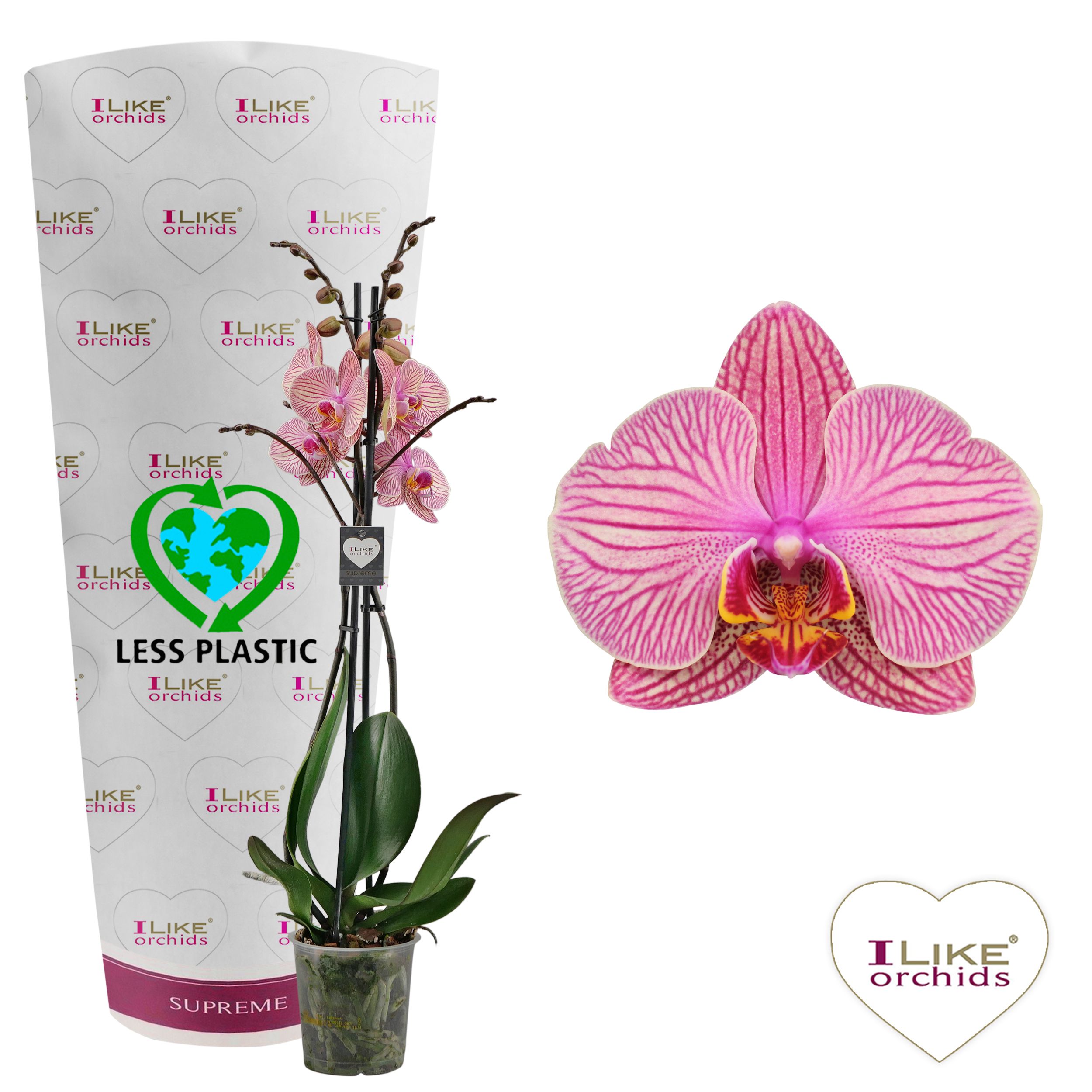 Phalaenopsis Jupiter - 2 tak 70cm (Less Plastic), D 12