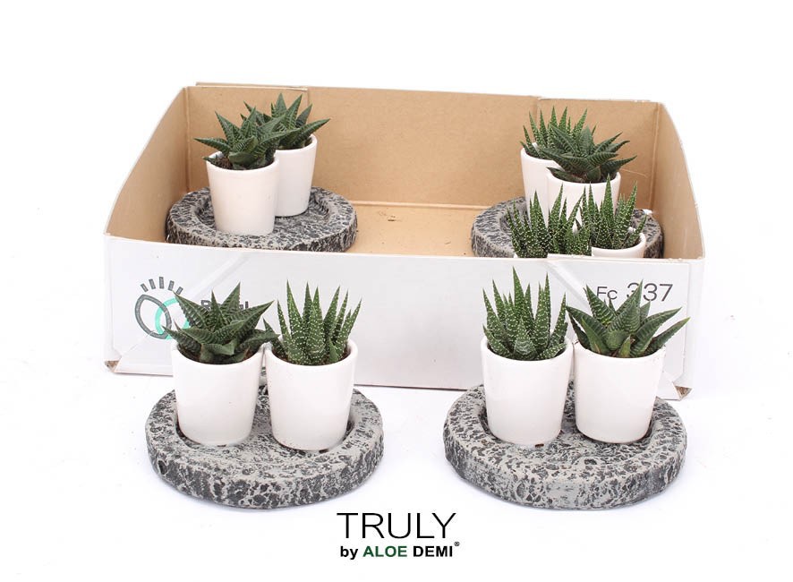 ROOTLESS Haworthia, Koala MINI bowl, D 12 cm