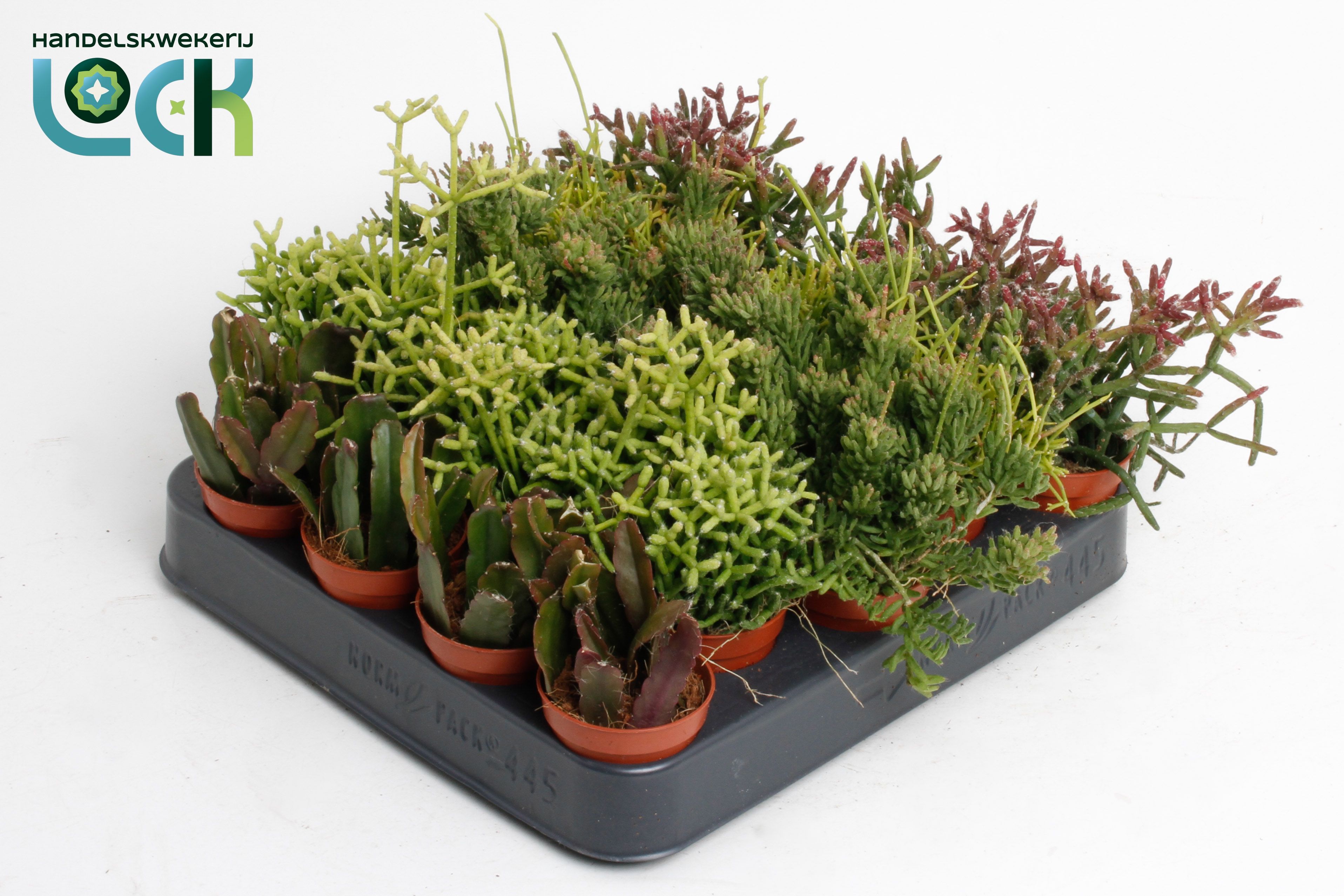 Rhipsalis mix, D 5,5