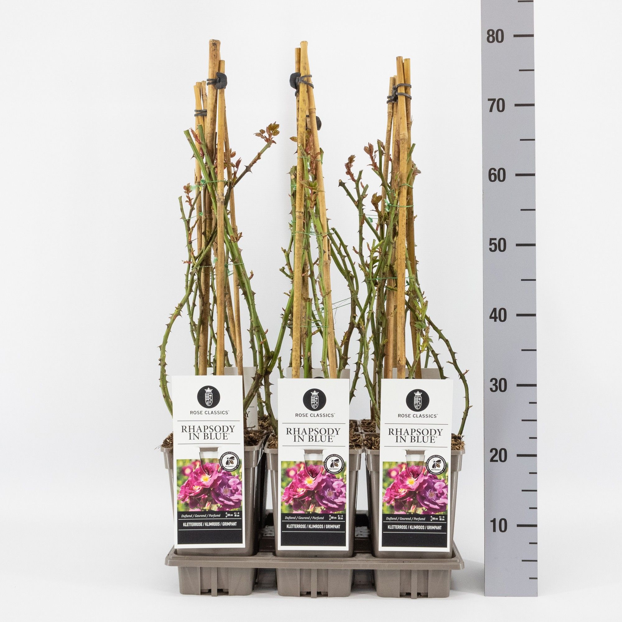 Rosa (K) Rhapsody in Blue ®, C3, 3 stok 75 cm, D 17