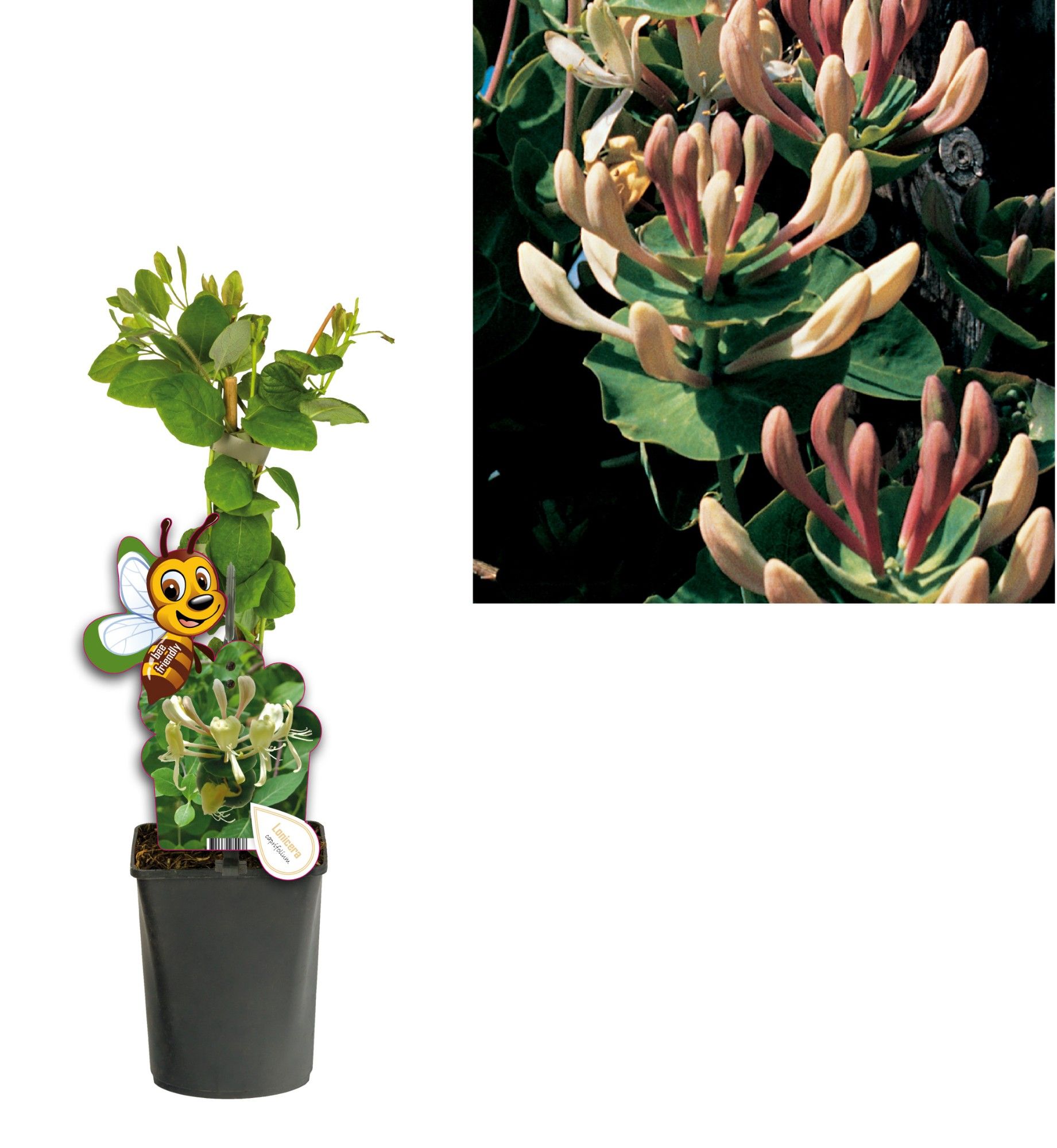 Lonicera caprifolium +bee label, D 11