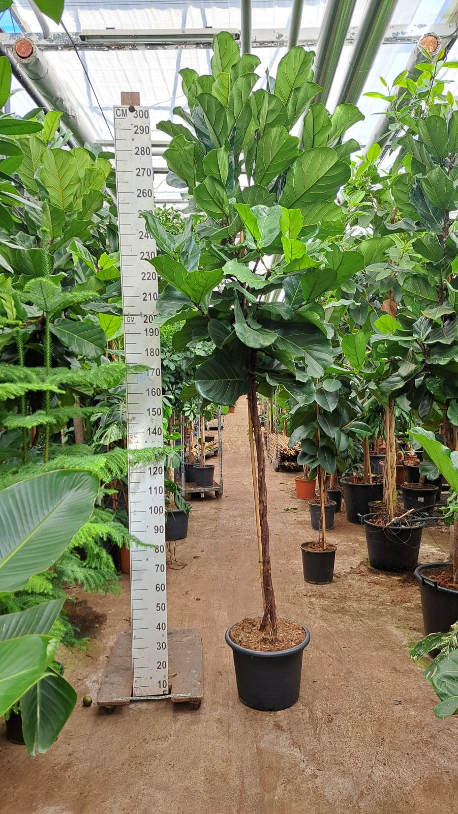 Ficus Lyrata gedraaide stam 300, D 45