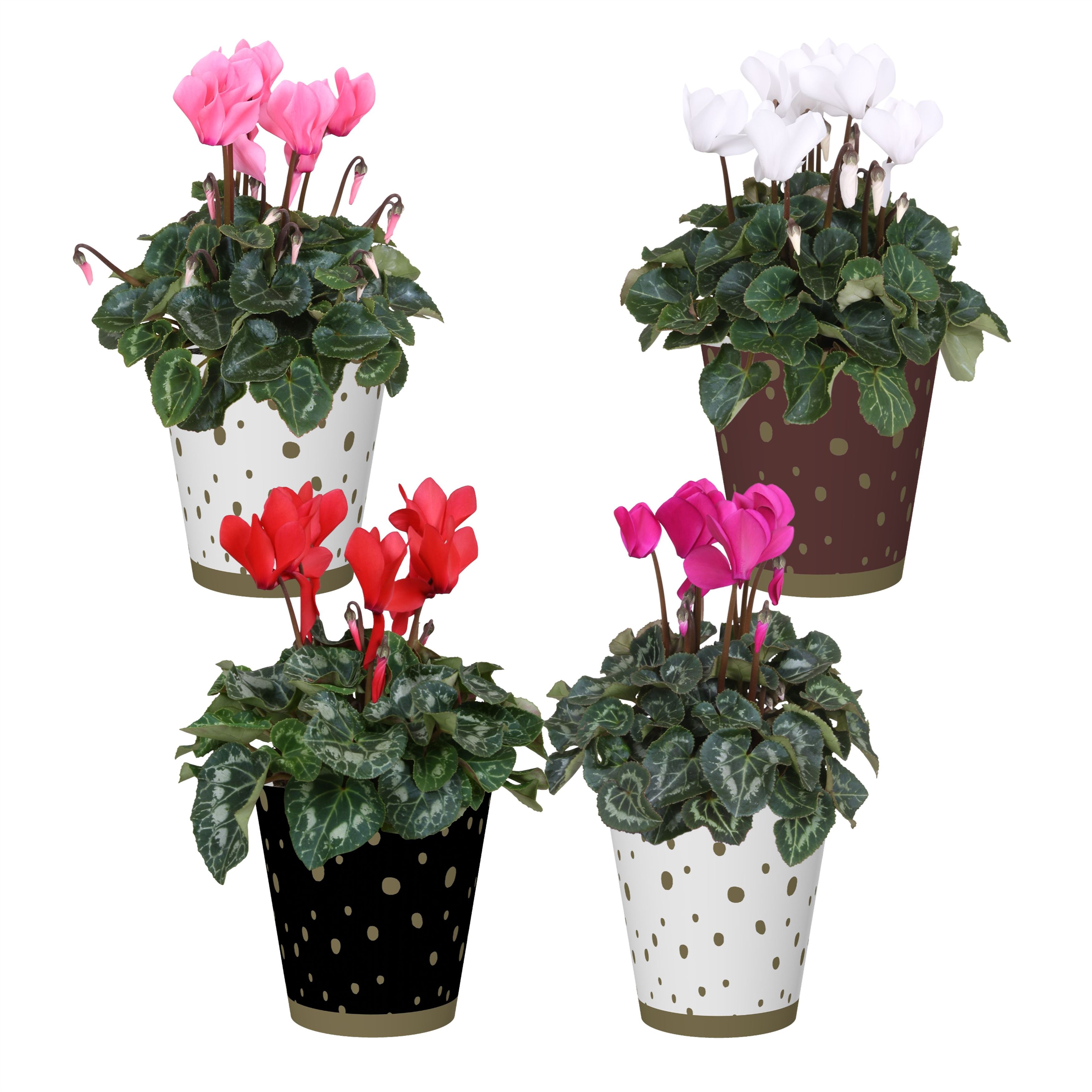 Collectie 'Glam Empire' - Cyclamen in Smartcup Sparkle, D 12