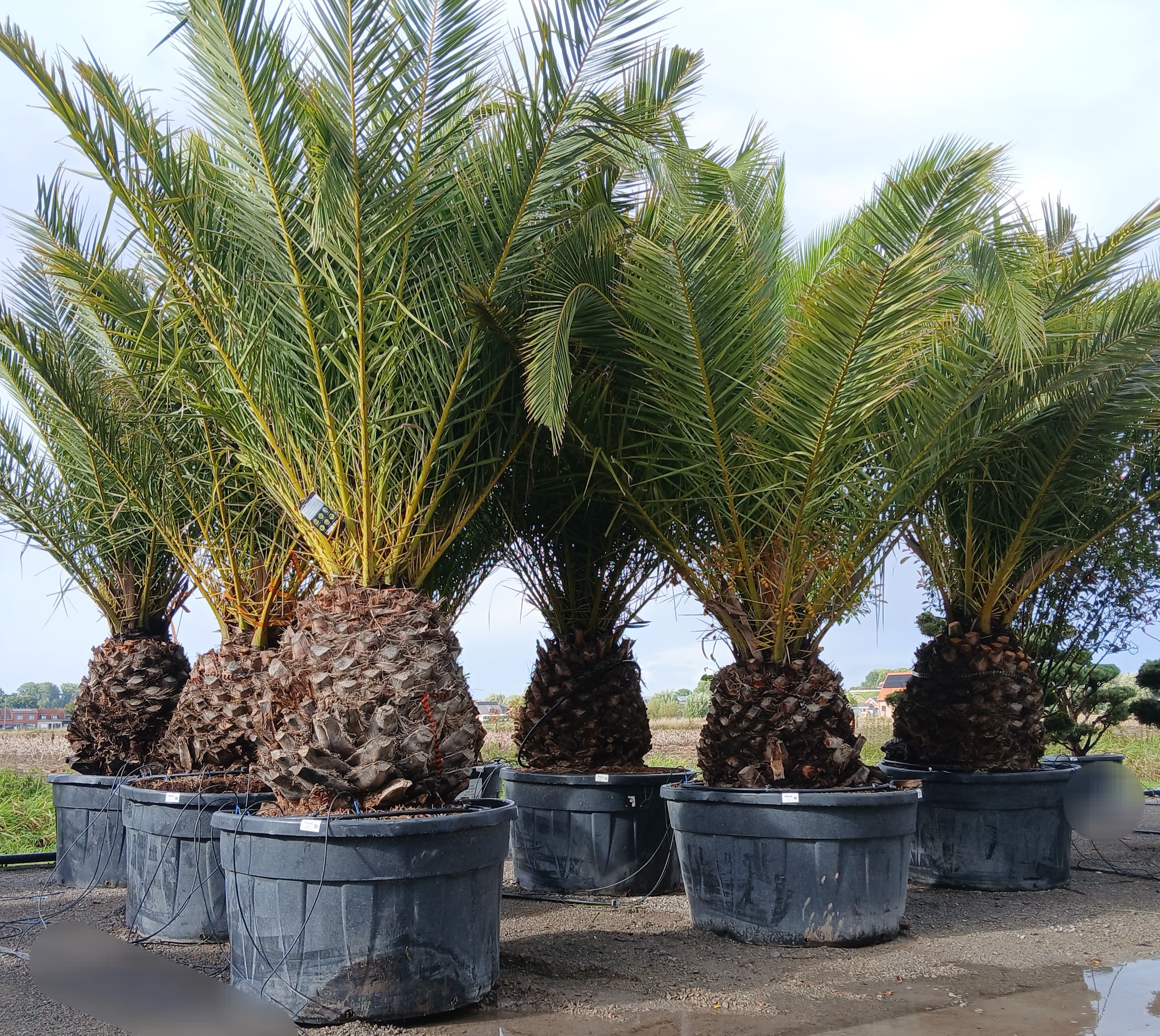 phoenix canariensis, D 50