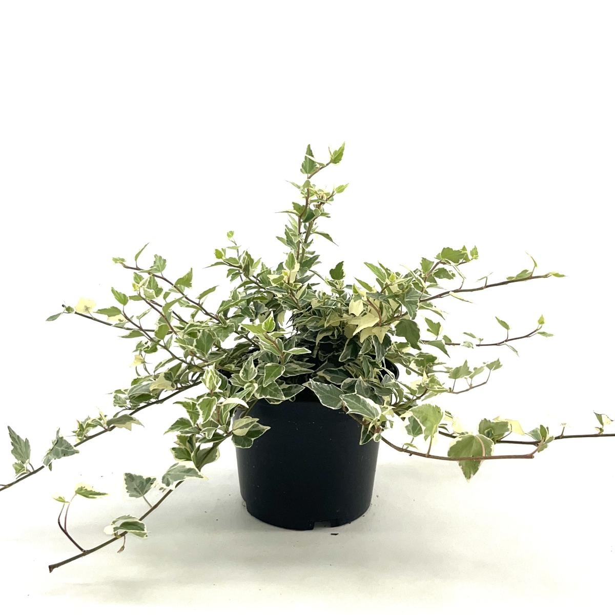 Hedera hel. 'Little Diamond', D 17