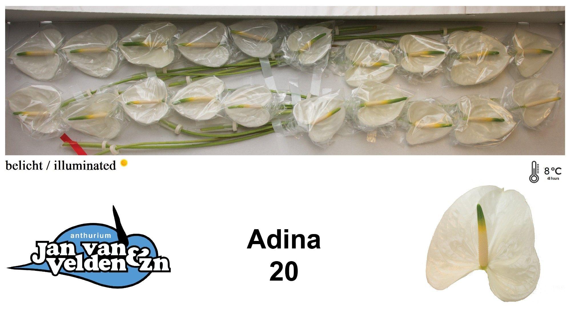 Антуриум Адина (бел.) x20, шт.