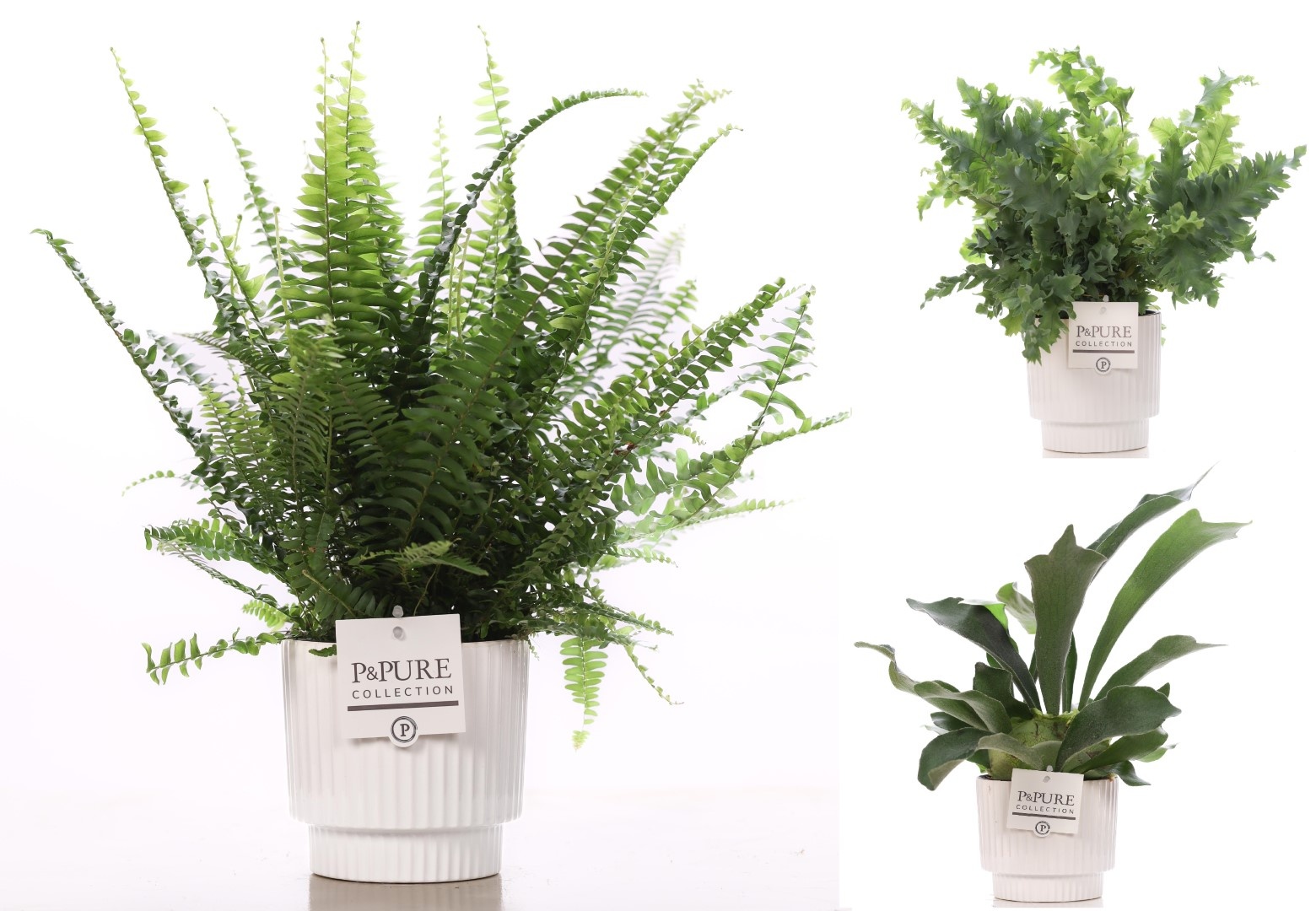 Varens gemengd in P&PURE Ivy ceramics shiny white, D 12