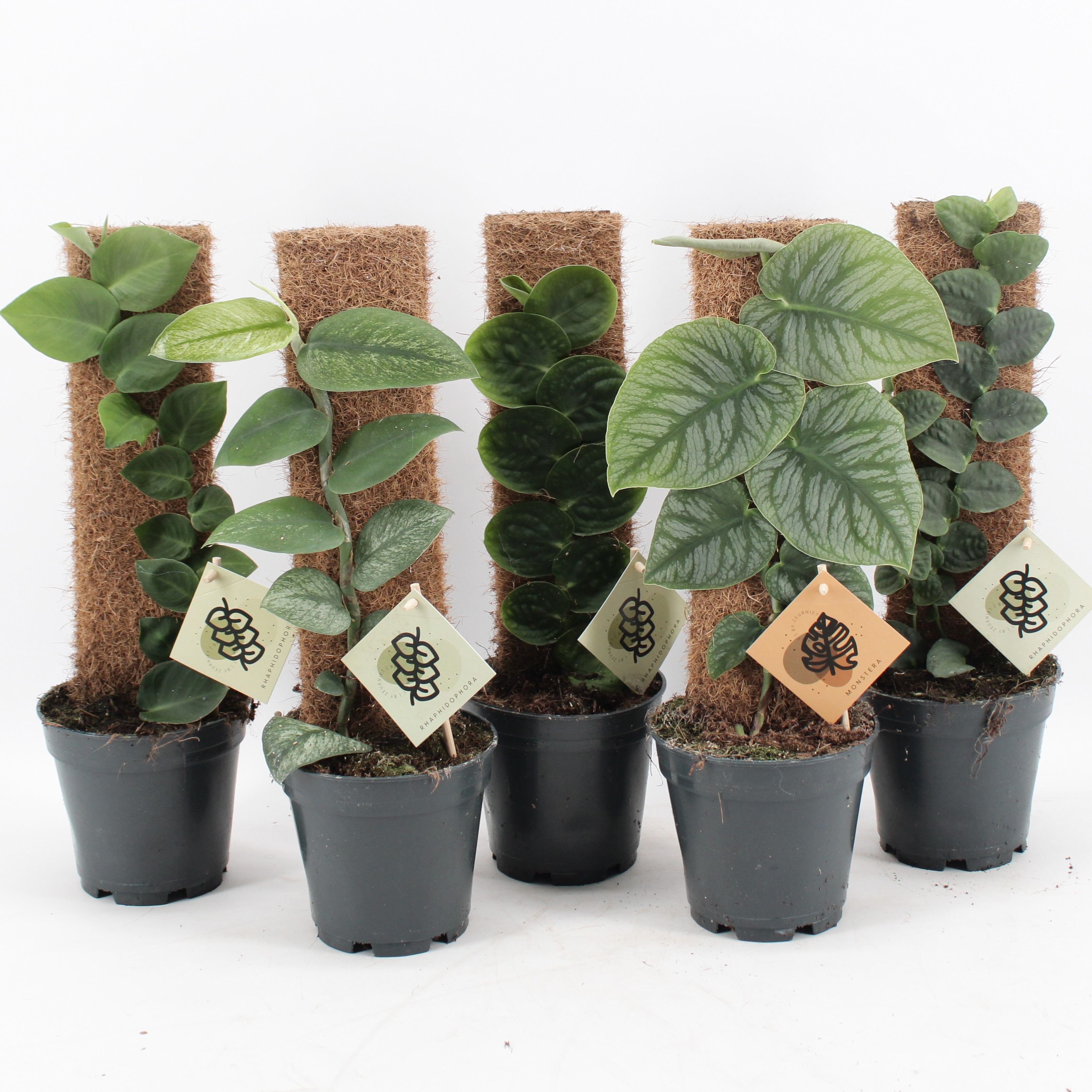 Monstera Dubia & Rhaphidophora Mix, D 14